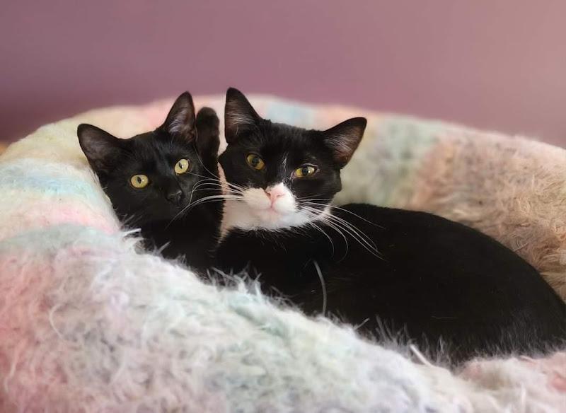 Rosita, a ADOPTABLE Domestic Short Hair in Johnson City, TN image 3/3