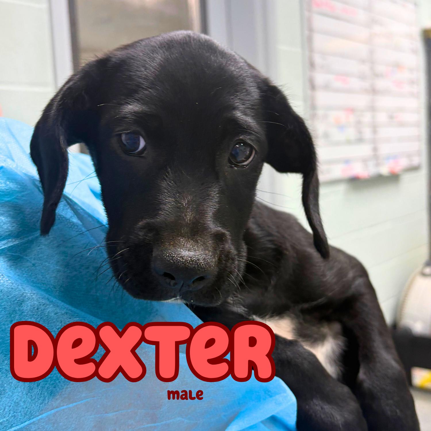 Dexter, ADOPTABLE, Puppy Male Border Collie.