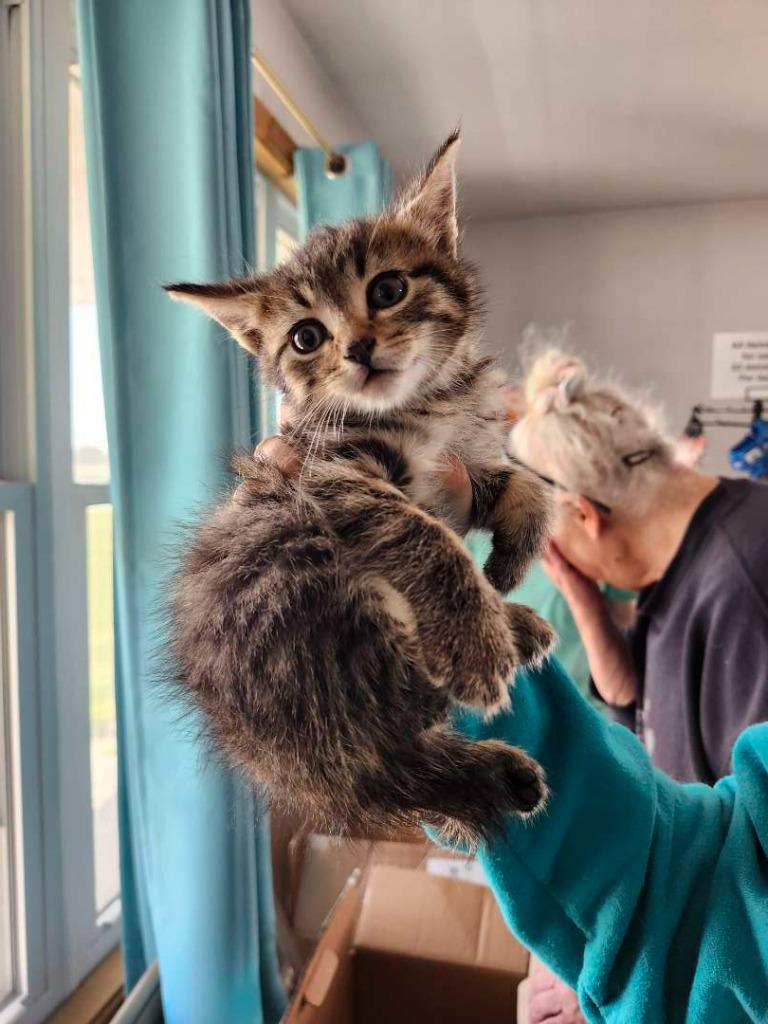 Alternator, Adoptable, Kitten Male Domestic Short Hair.