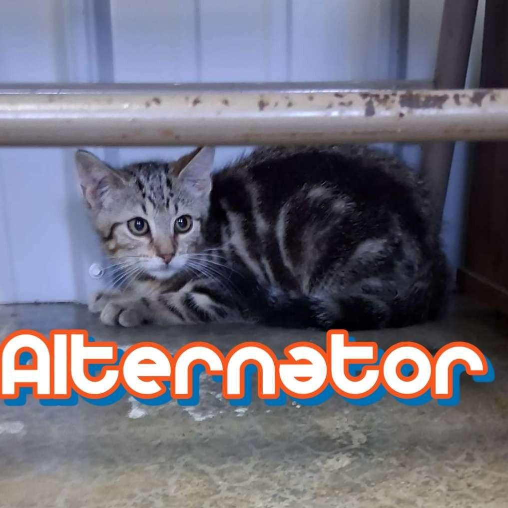 Enlarge Alternator, a Adoptable Domestic Short Hair in Hillsboro, OH image 2/2