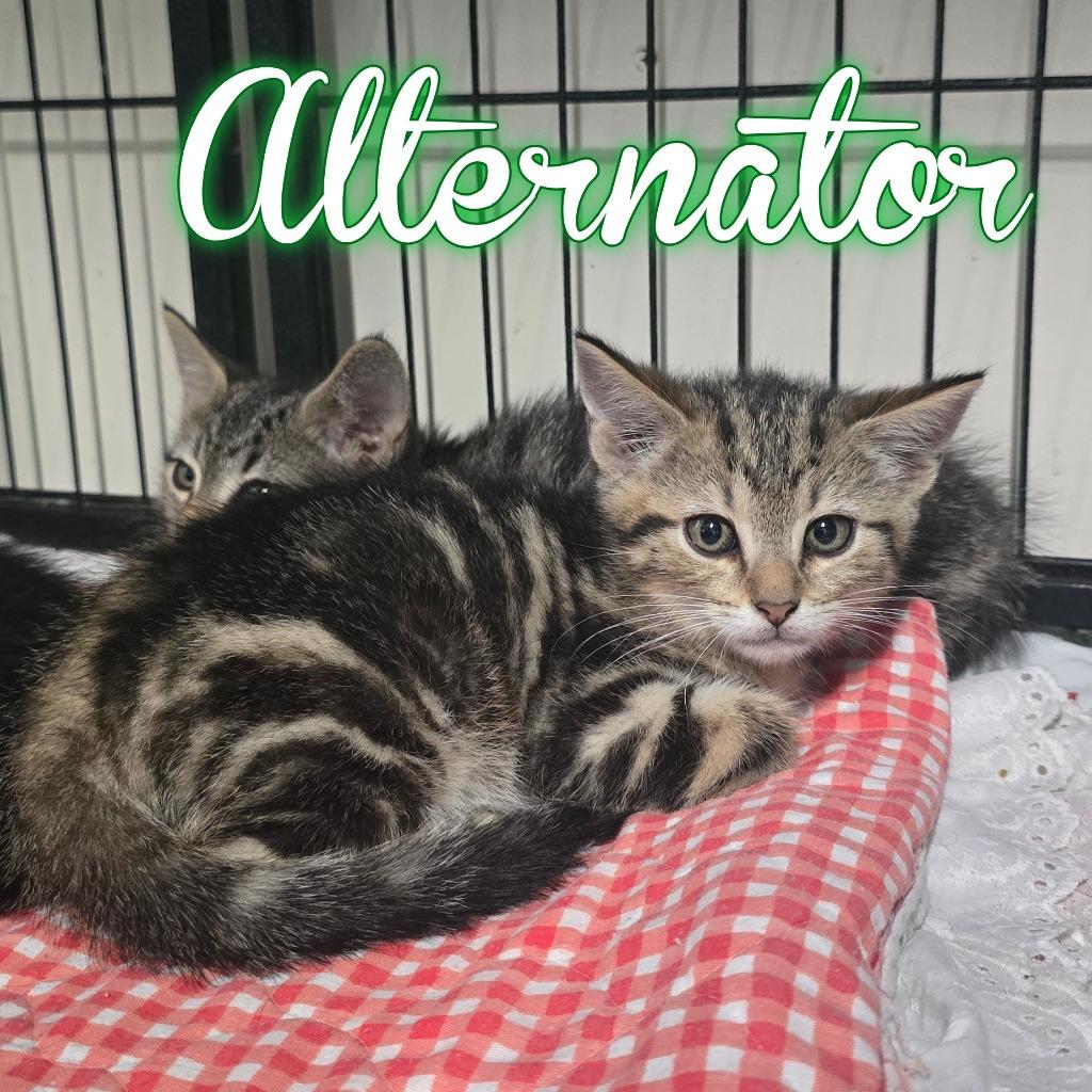 Alternator, a Adoptable Domestic Short Hair in Hillsboro, OH image 2/2