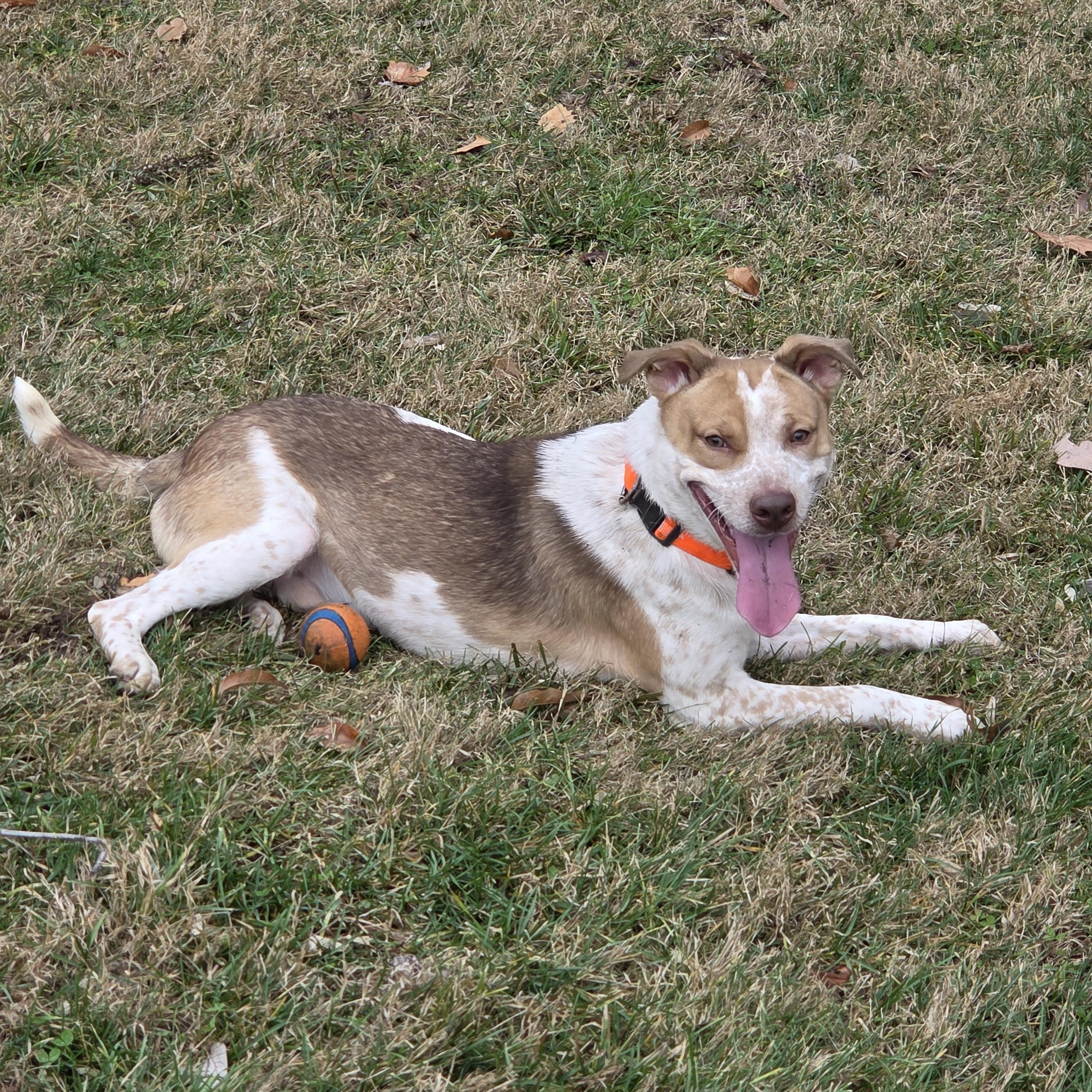Enlarge Cash, a ADOPTABLE mixed breed in Saint Charles, MO image 2/3