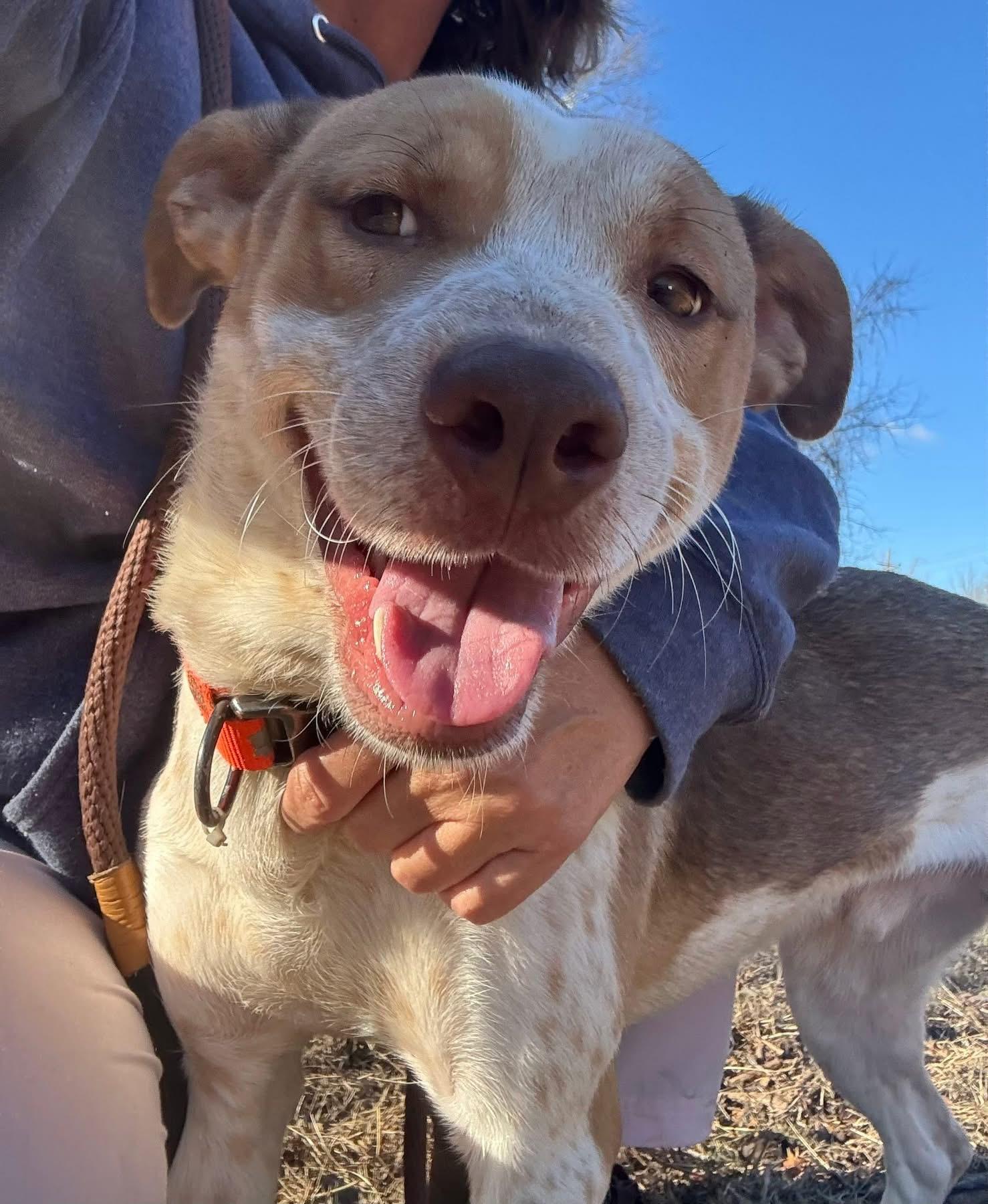 Cash, ADOPTABLE, Young Male Pit Bull Terrier & Brittany Spaniel.