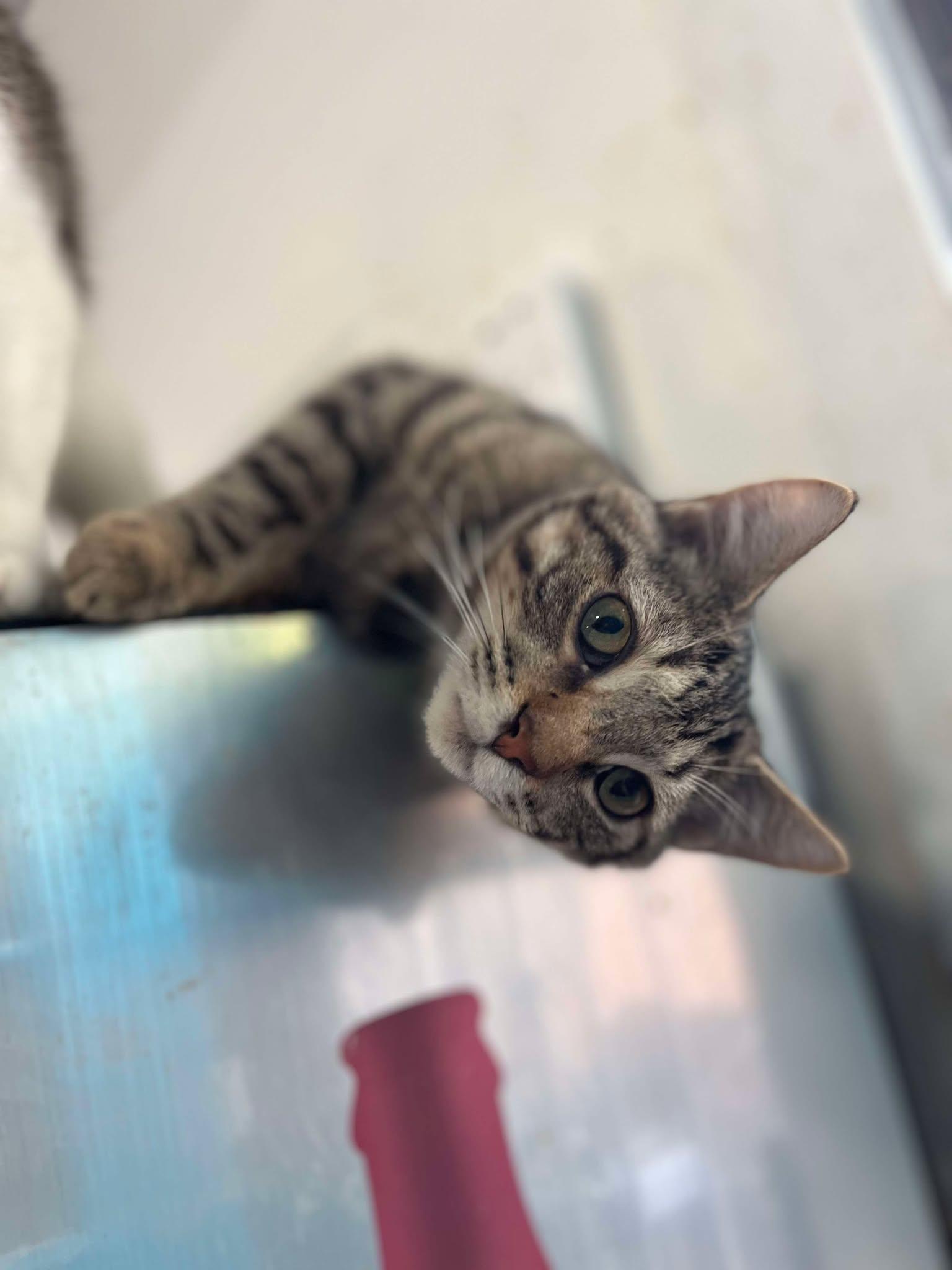 Enlarge Walter, a Adoptable Tabby in Marion, IN image 2/2