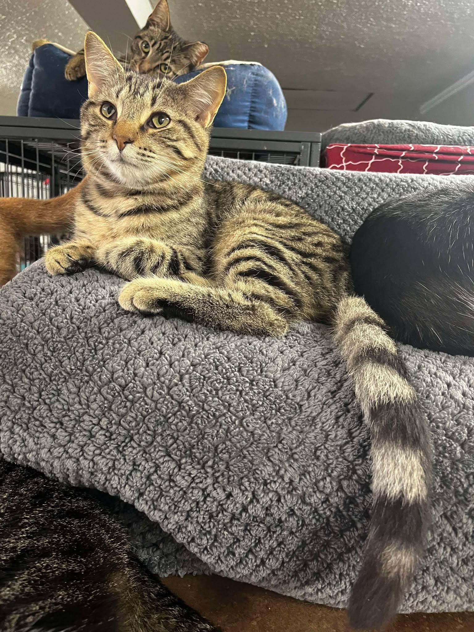 Walter, Adoptable, Young Male Tabby.