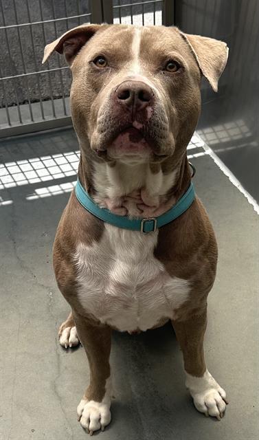 Enlarge PALMER, a Adoptable Pit Bull Terrier in Santa Cruz, CA image 1/1
