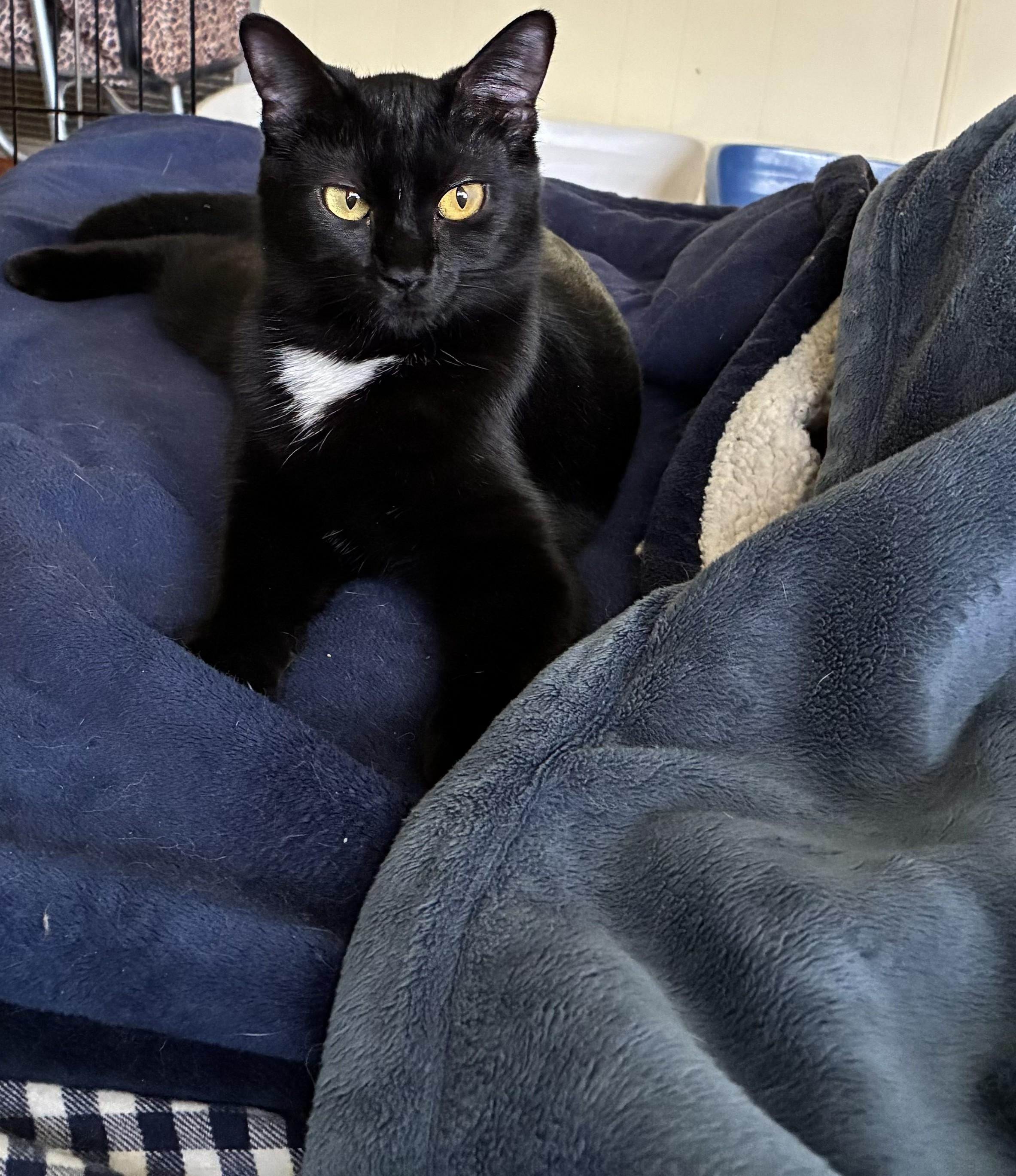 Minnie, a ADOPTABLE Domestic Short Hair in Brooksville, FL image 3/4