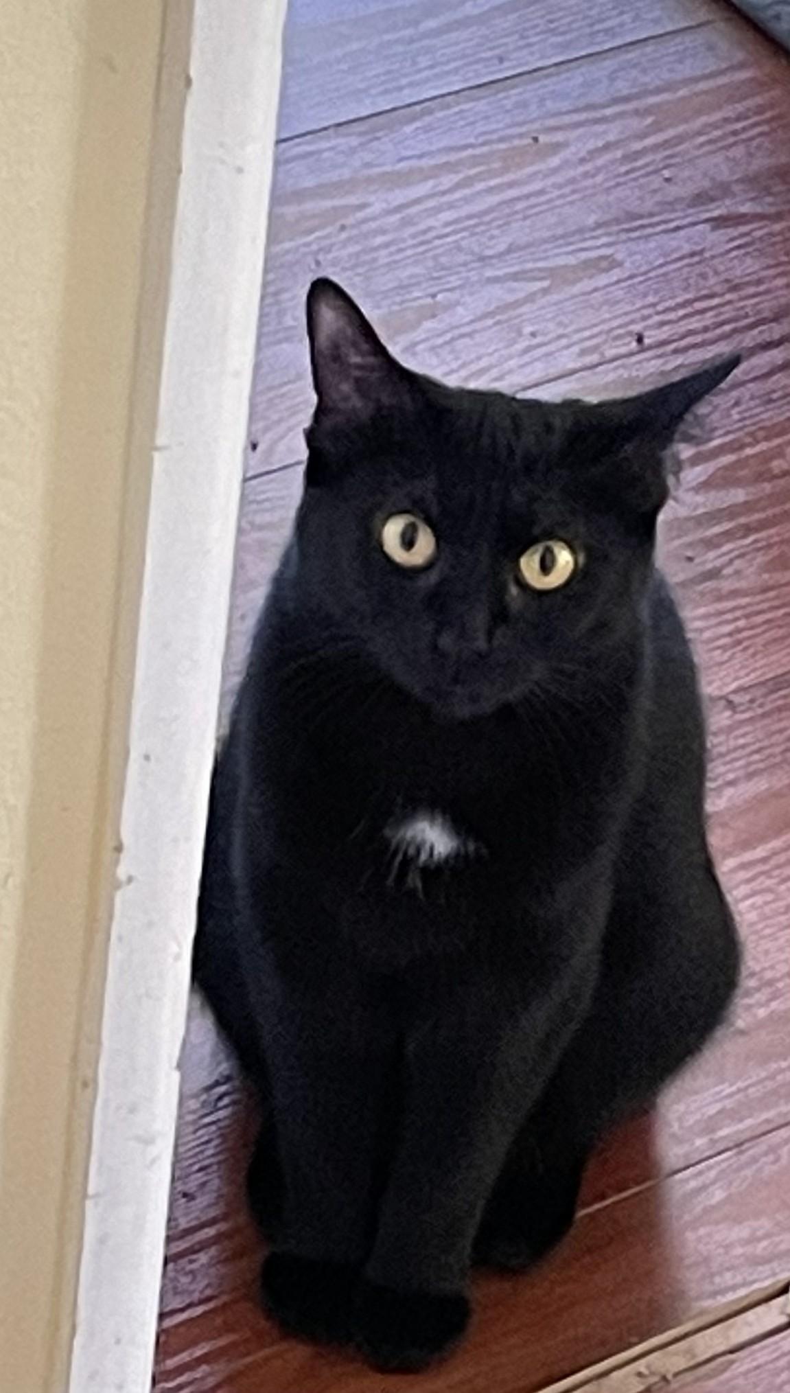 Minnie, a ADOPTABLE Domestic Short Hair in Brooksville, FL image 2/4