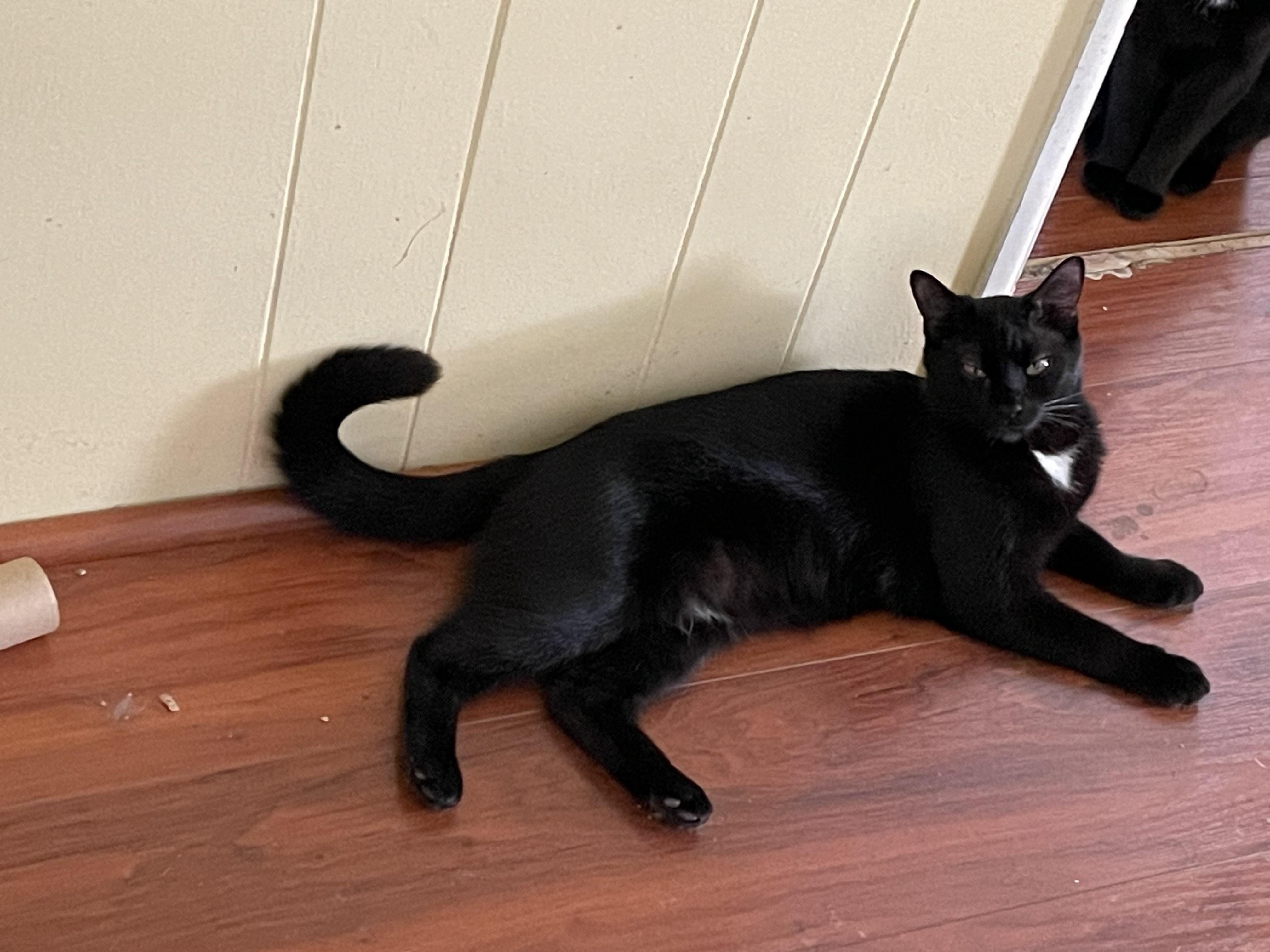 Minnie, ADOPTABLE, Young Female Domestic Short Hair.