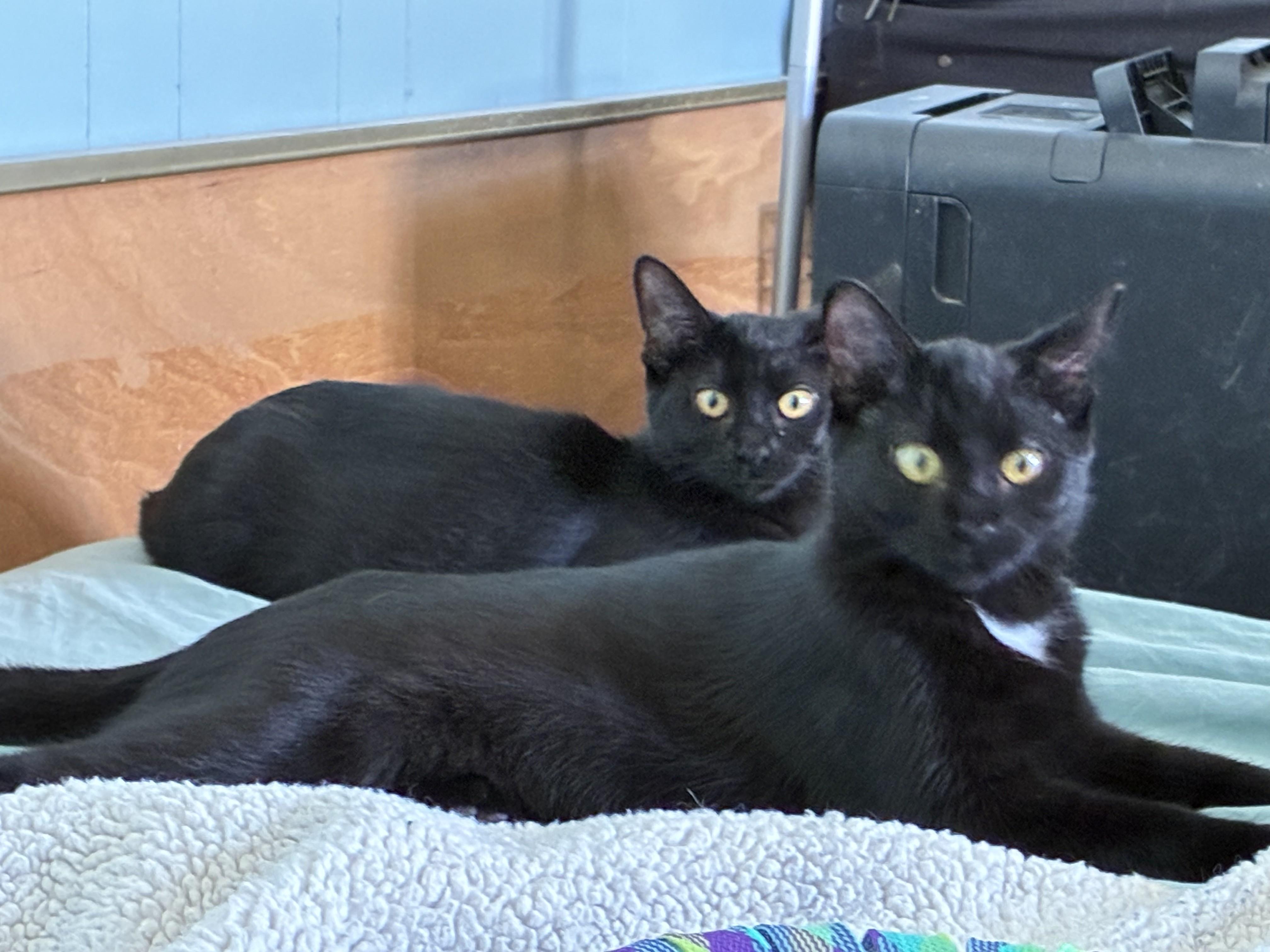 Minnie, a ADOPTABLE Domestic Short Hair in Brooksville, FL image 4/4