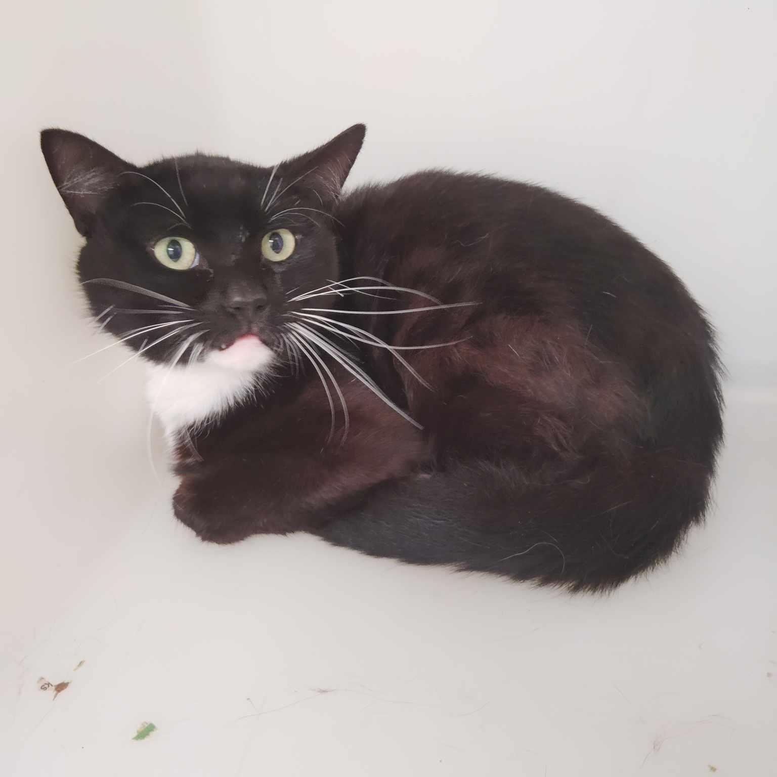 Yevelini, an adoptable Domestic Short Hair in Roosevelt, UT, 84066 | Photo Image 2