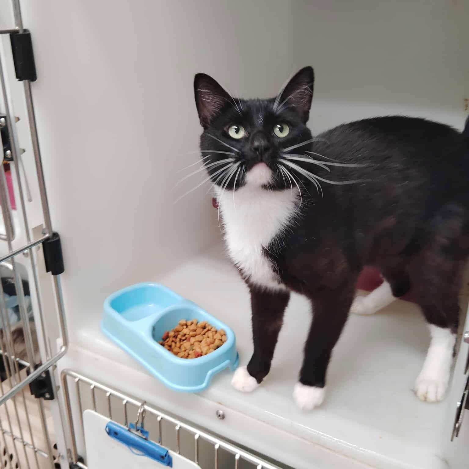 Yevelini, an adoptable Domestic Short Hair in Roosevelt, UT, 84066 | Photo Image 3