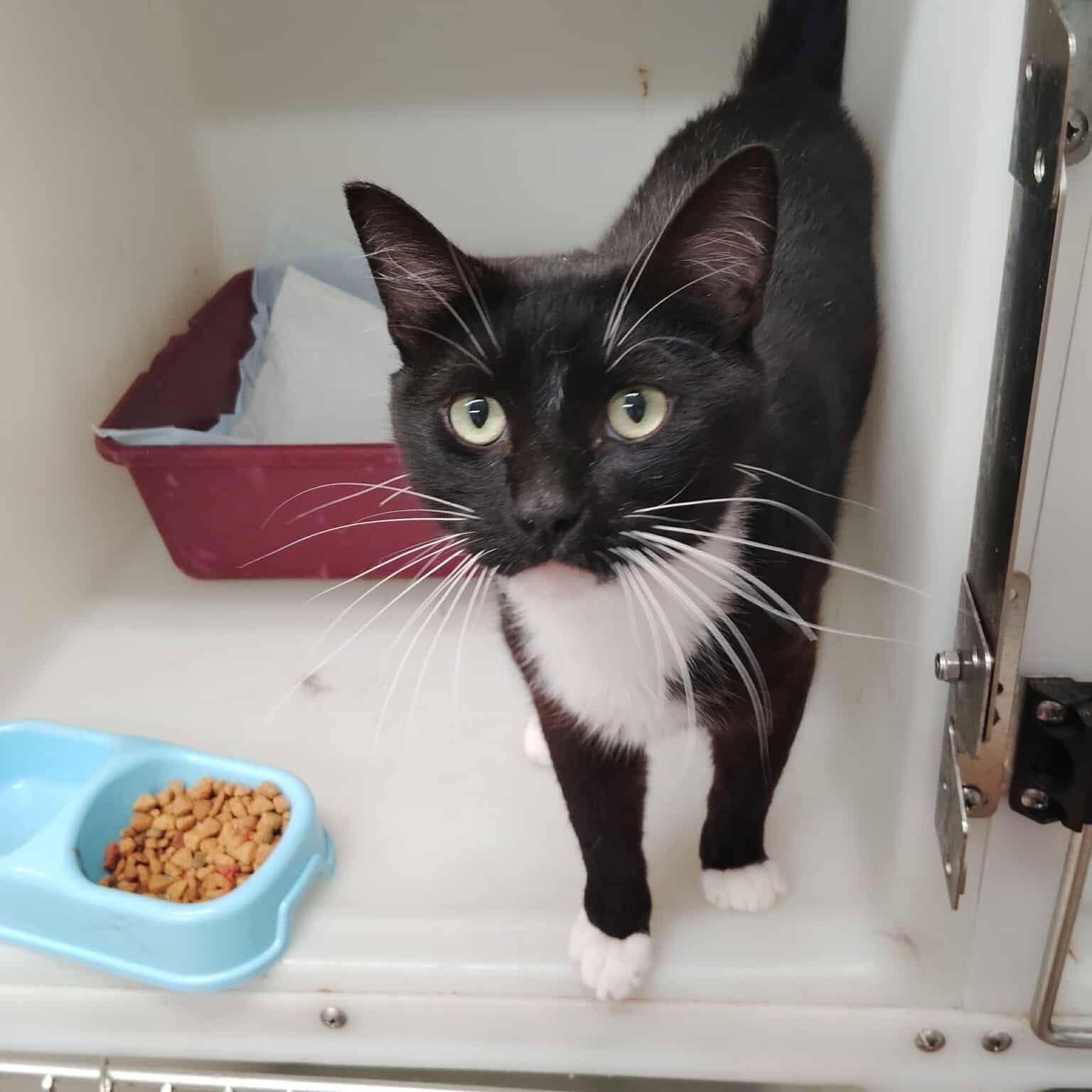 Yevelini, an adoptable Domestic Short Hair in Roosevelt, UT, 84066 | Photo Image 1