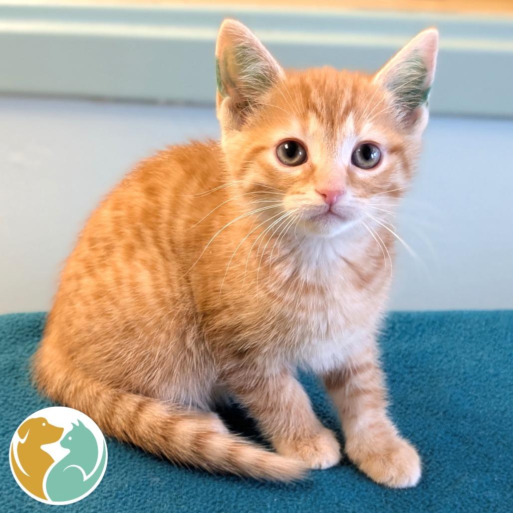 Lucy (Green), Adoptable, Kitten Female Domestic Short Hair.