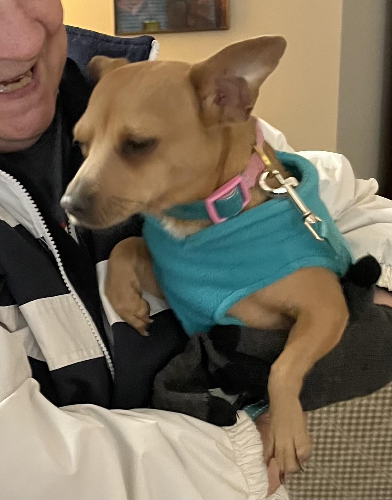 Enlarge Nesse, an adopted Chihuahua in Dallas, TX image 3/3