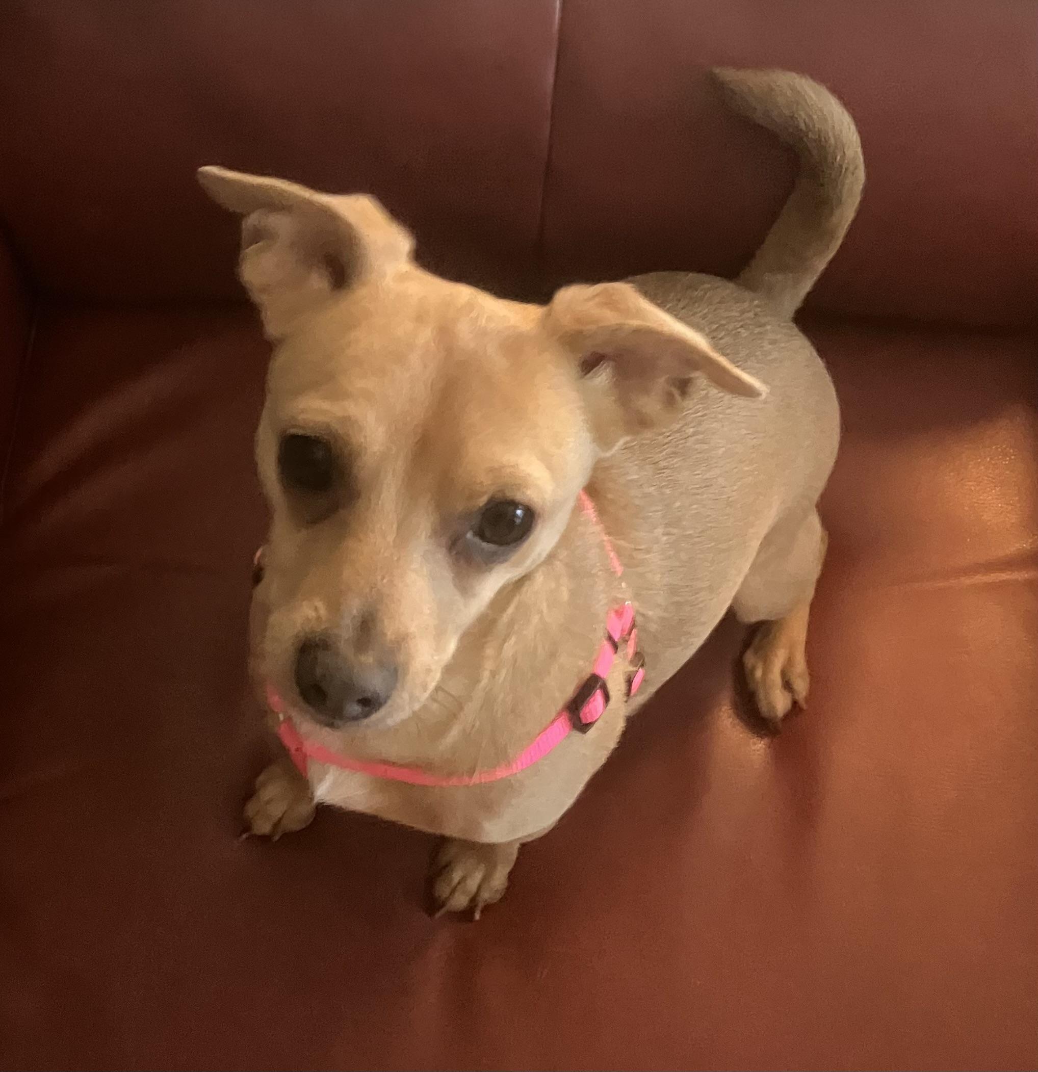 Nesse, adopted, Adult Female Chihuahua.