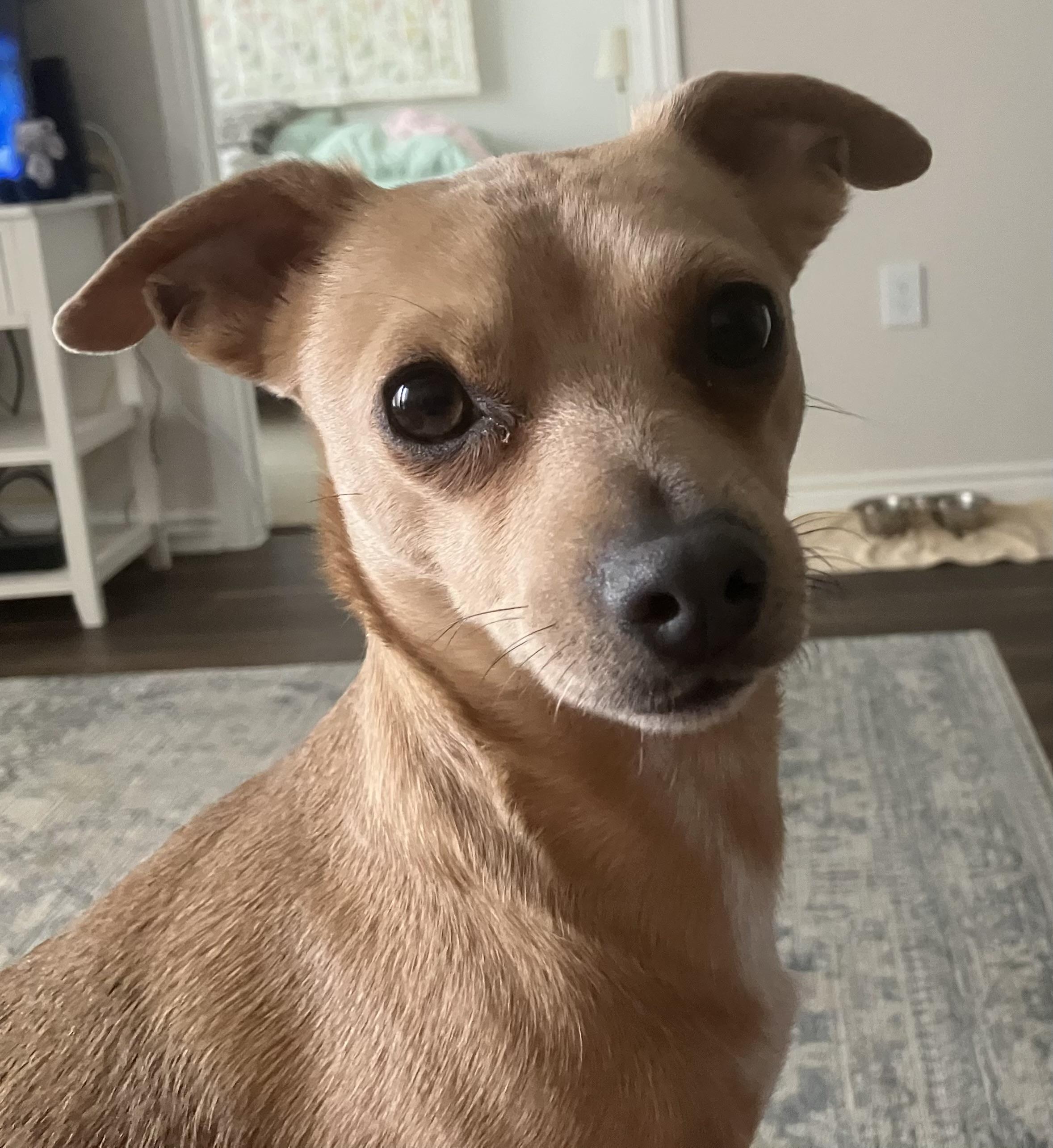 Enlarge Nesse, an adopted Chihuahua in Dallas, TX image 2/3