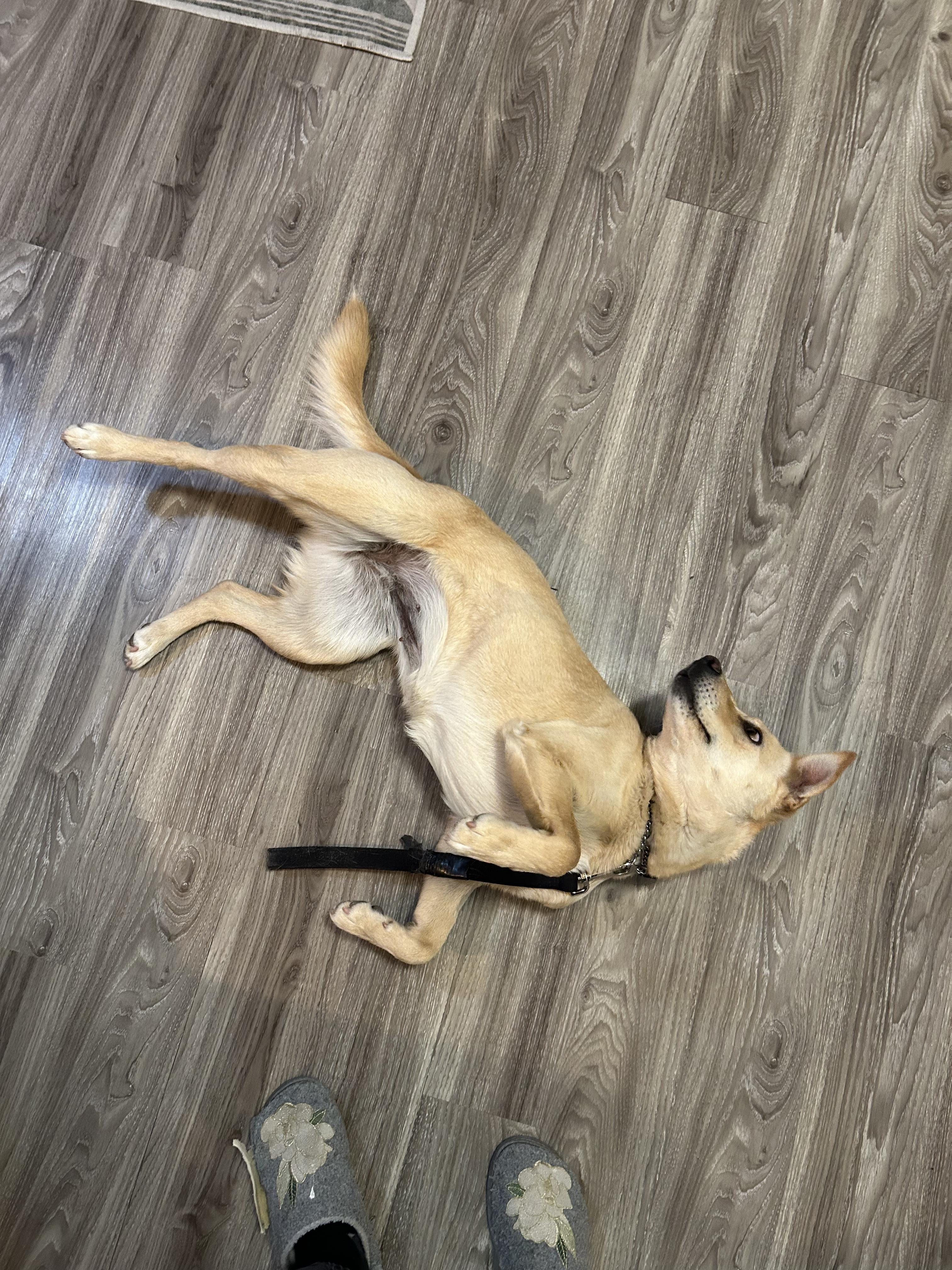 Enlarge Millie, a ADOPTABLE mixed breed in London, ON image 5/6