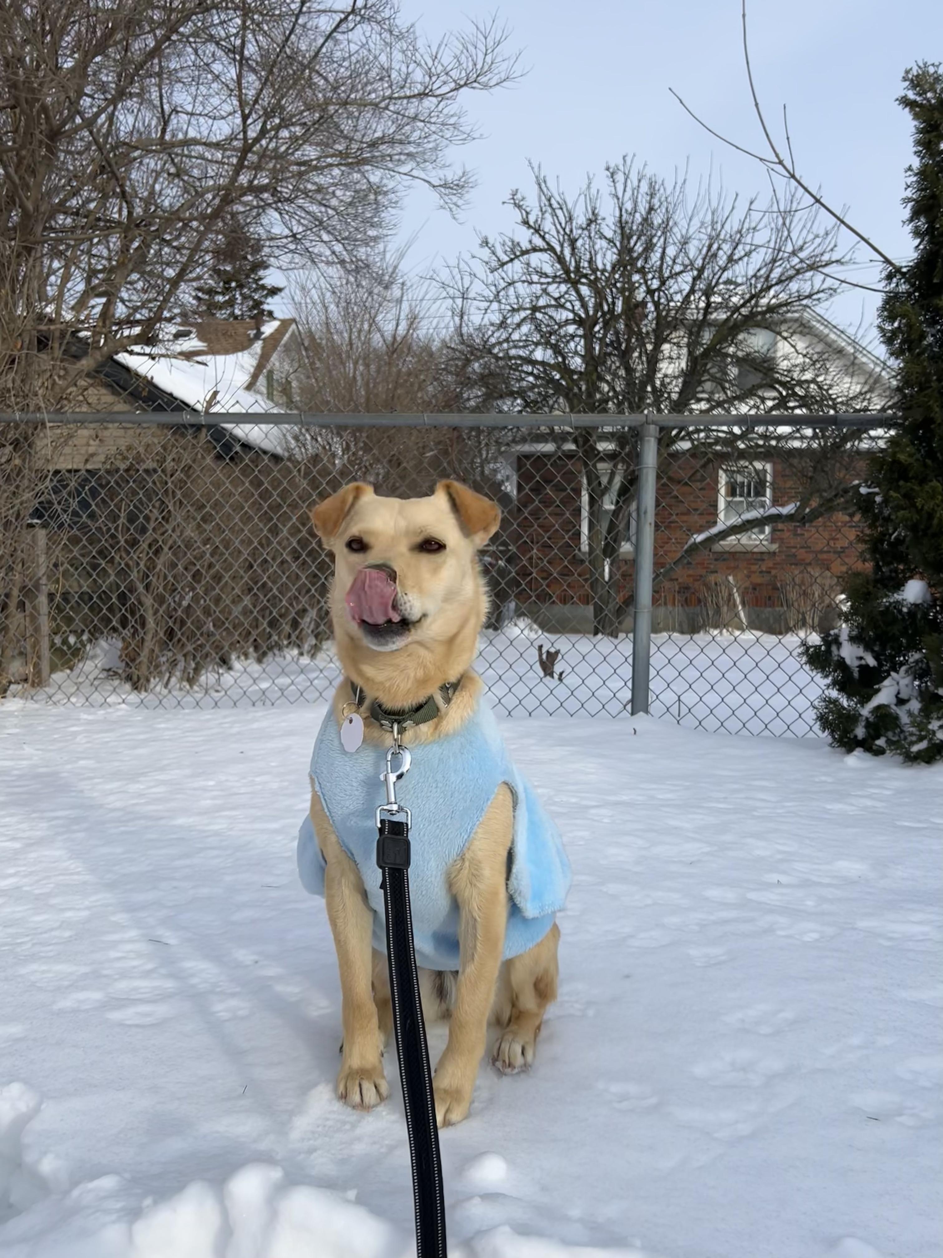 Enlarge Millie, a ADOPTABLE mixed breed in London, ON image 4/6