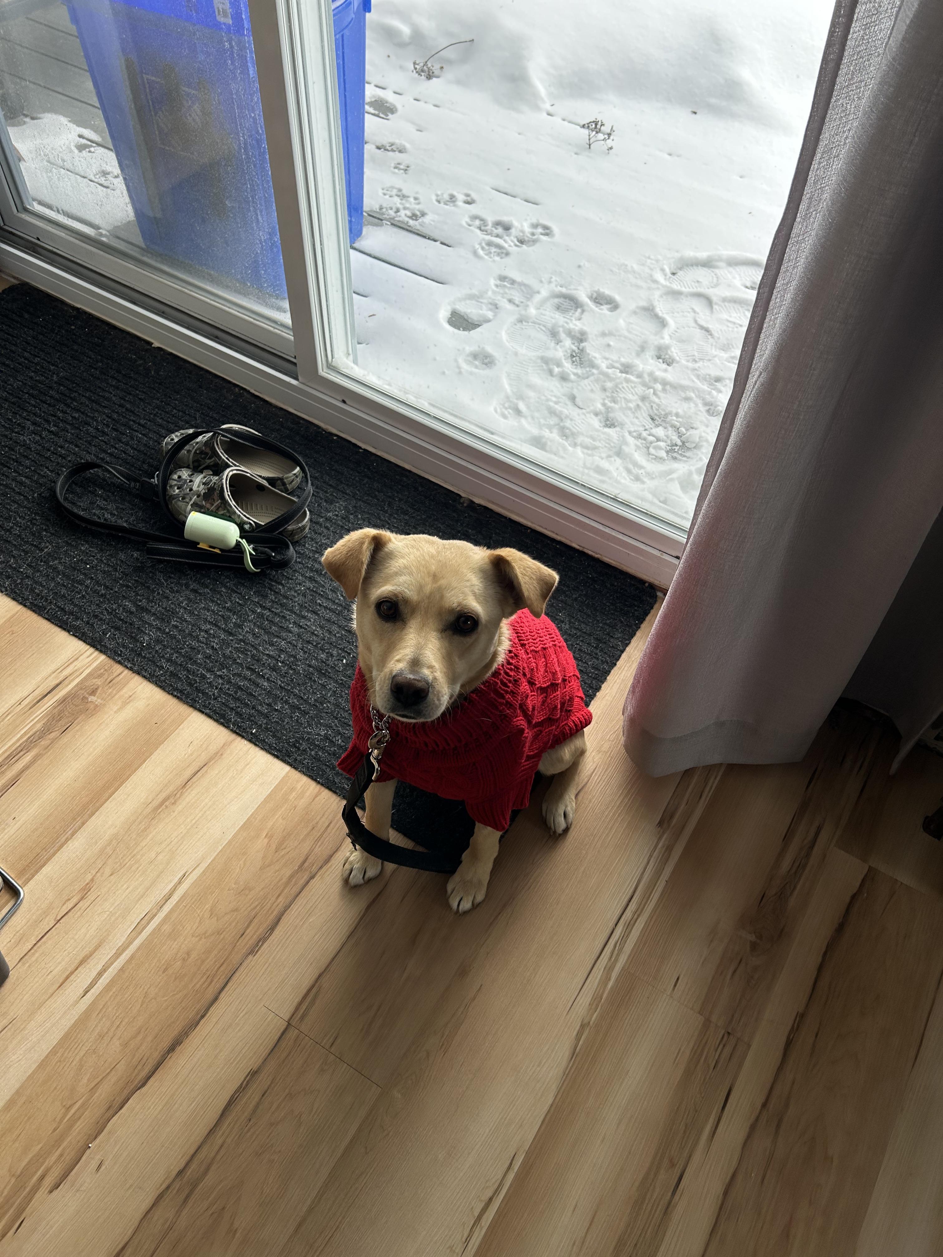 Enlarge Millie, a ADOPTABLE mixed breed in London, ON image 6/6