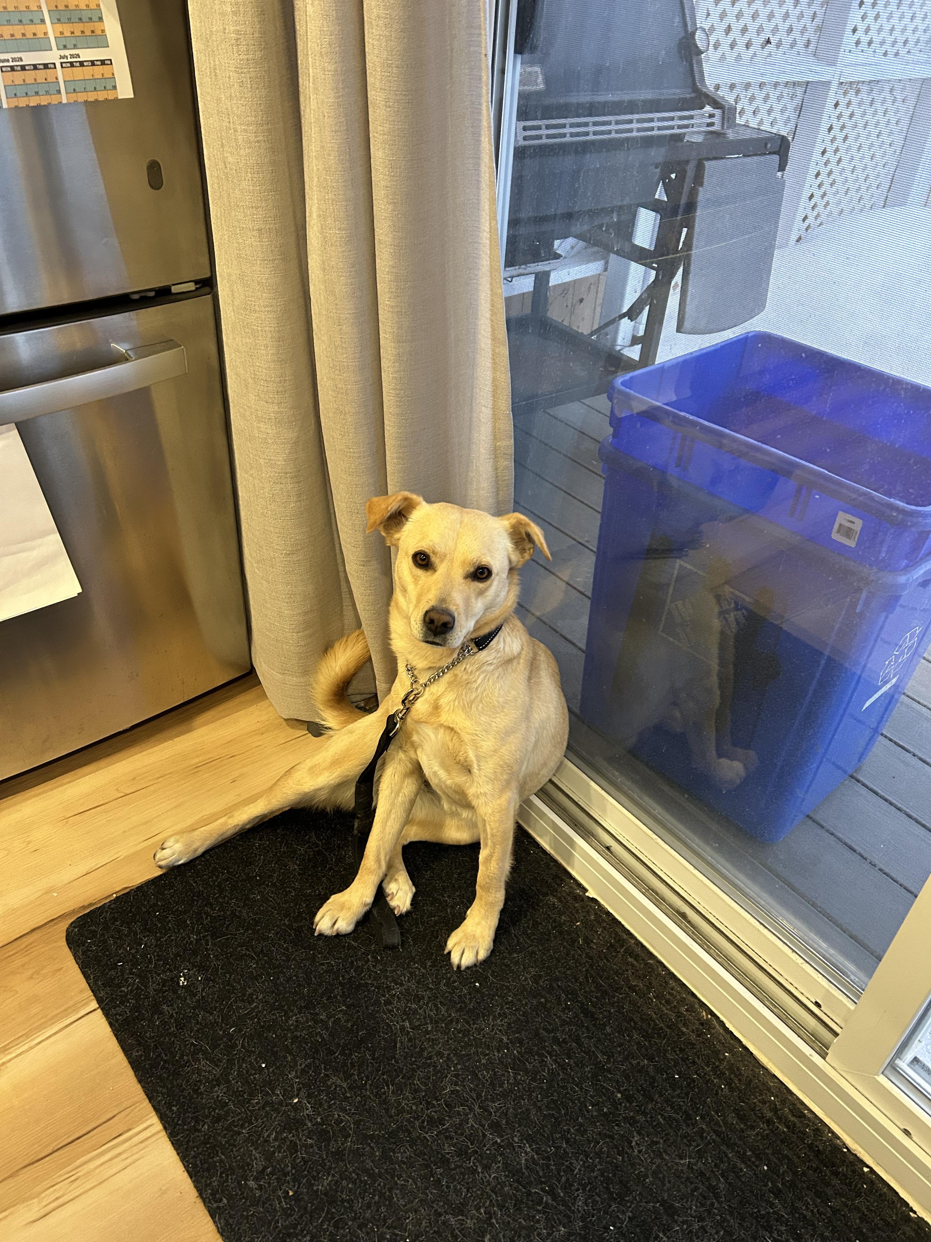 Enlarge Millie, a ADOPTABLE mixed breed in London, ON image 3/6