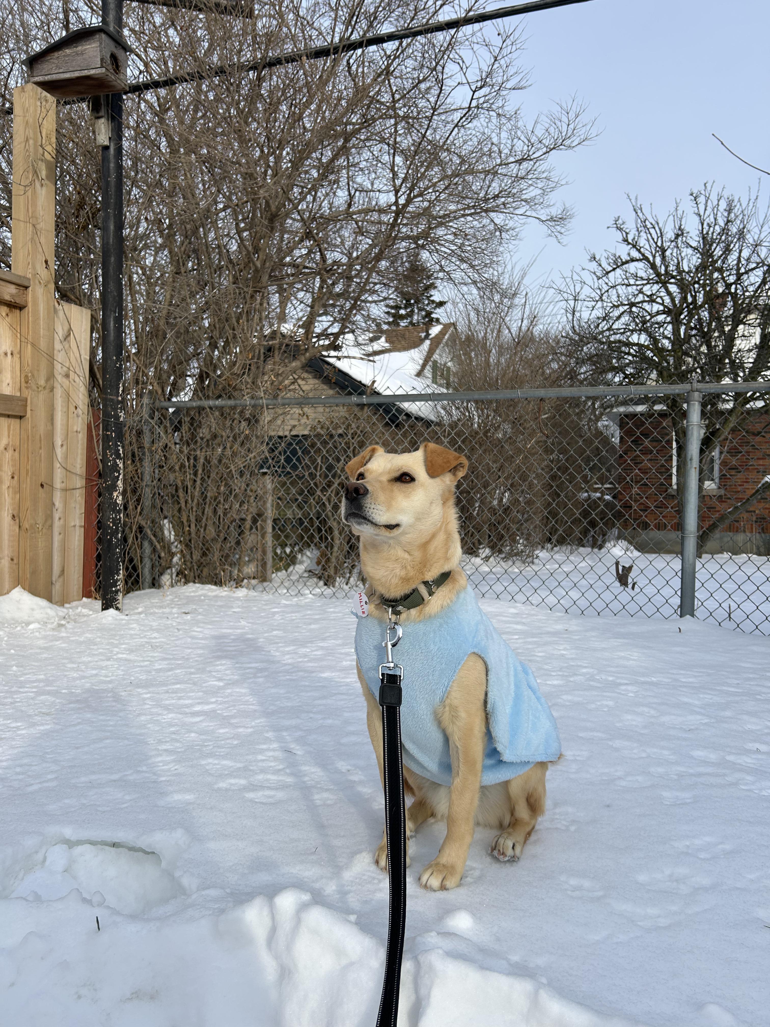 Millie, ADOPTABLE, Adult Female Mixed Breed.