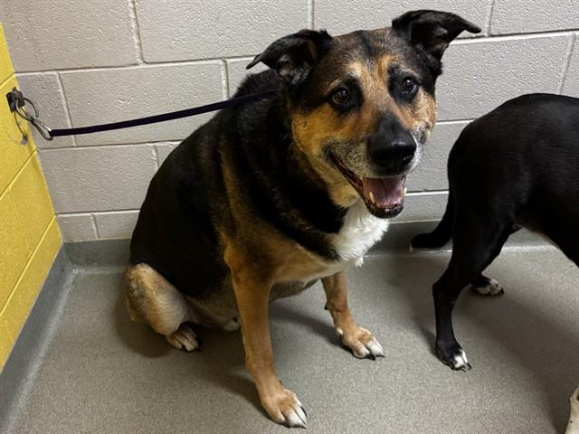APOLLO, Adoptable, Adult Male German Shepherd Dog & Greater Swiss Mountain Dog.