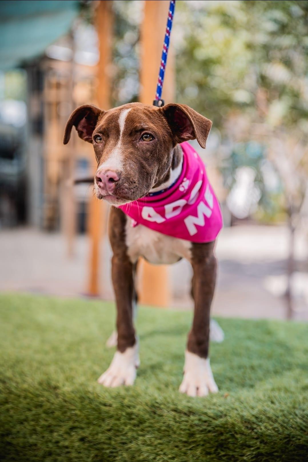 Bambi, a Adoptable mixed breed image 2/5