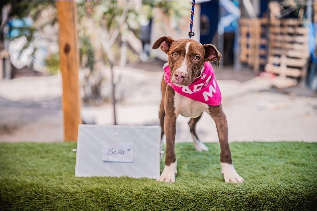 Bambi, a Adoptable mixed breed image 5/5