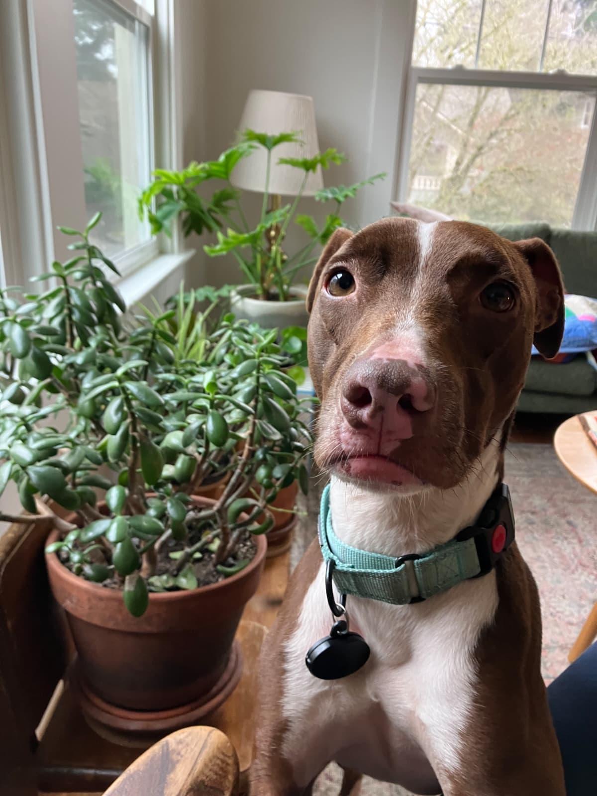 Enlarge Bambi, a Adoptable mixed breed in tigard, OR image 2/5