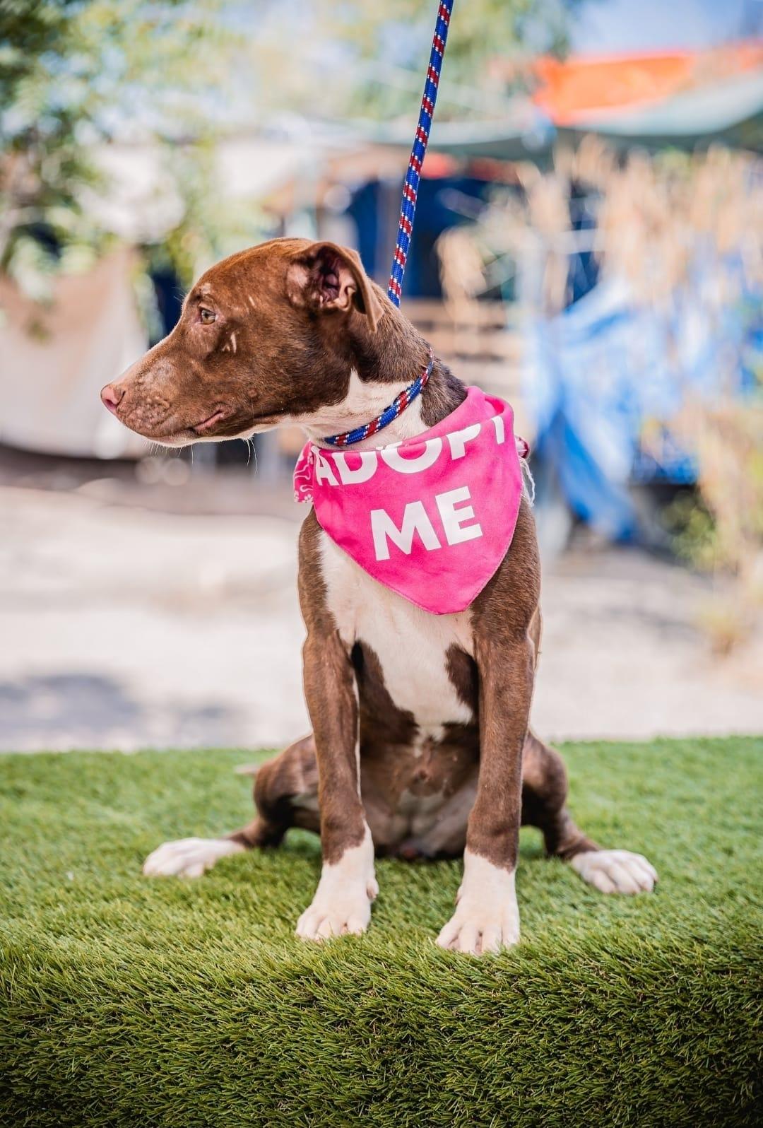 Bambi, a Adoptable mixed breed image 3/5