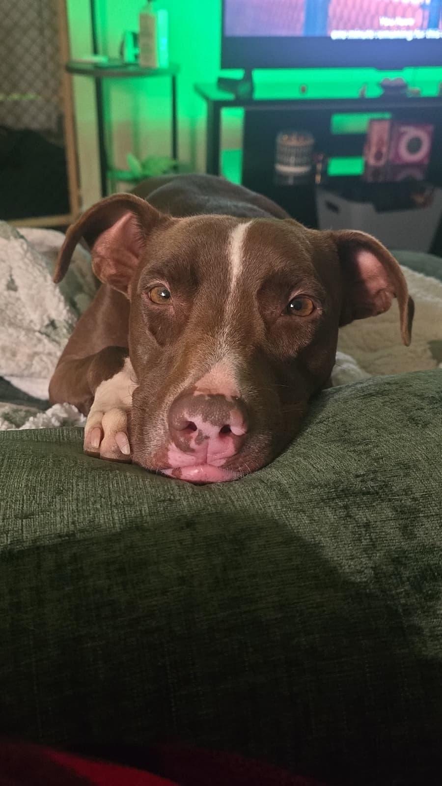 Enlarge Bambi, a Adoptable mixed breed in tigard, OR image 3/5