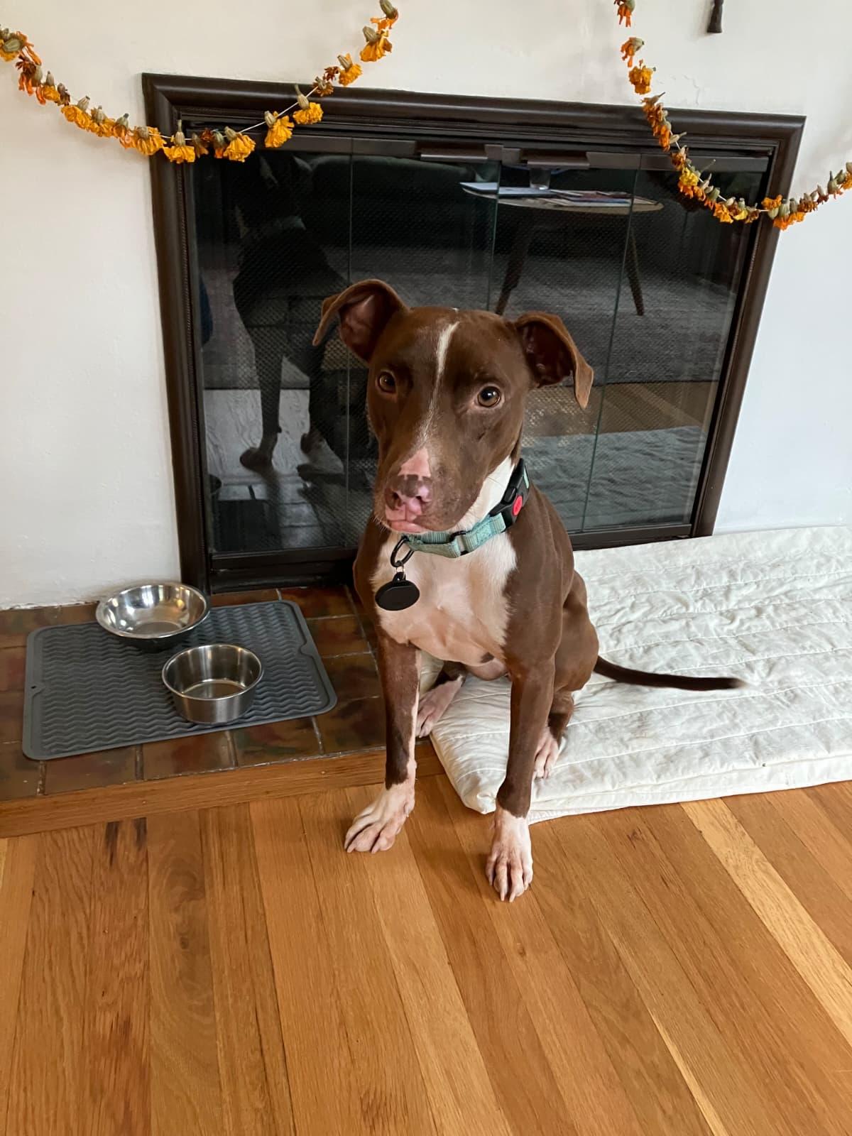 Bambi, Adoptable, Adult Female Mixed Breed & Black Mouth Cur.