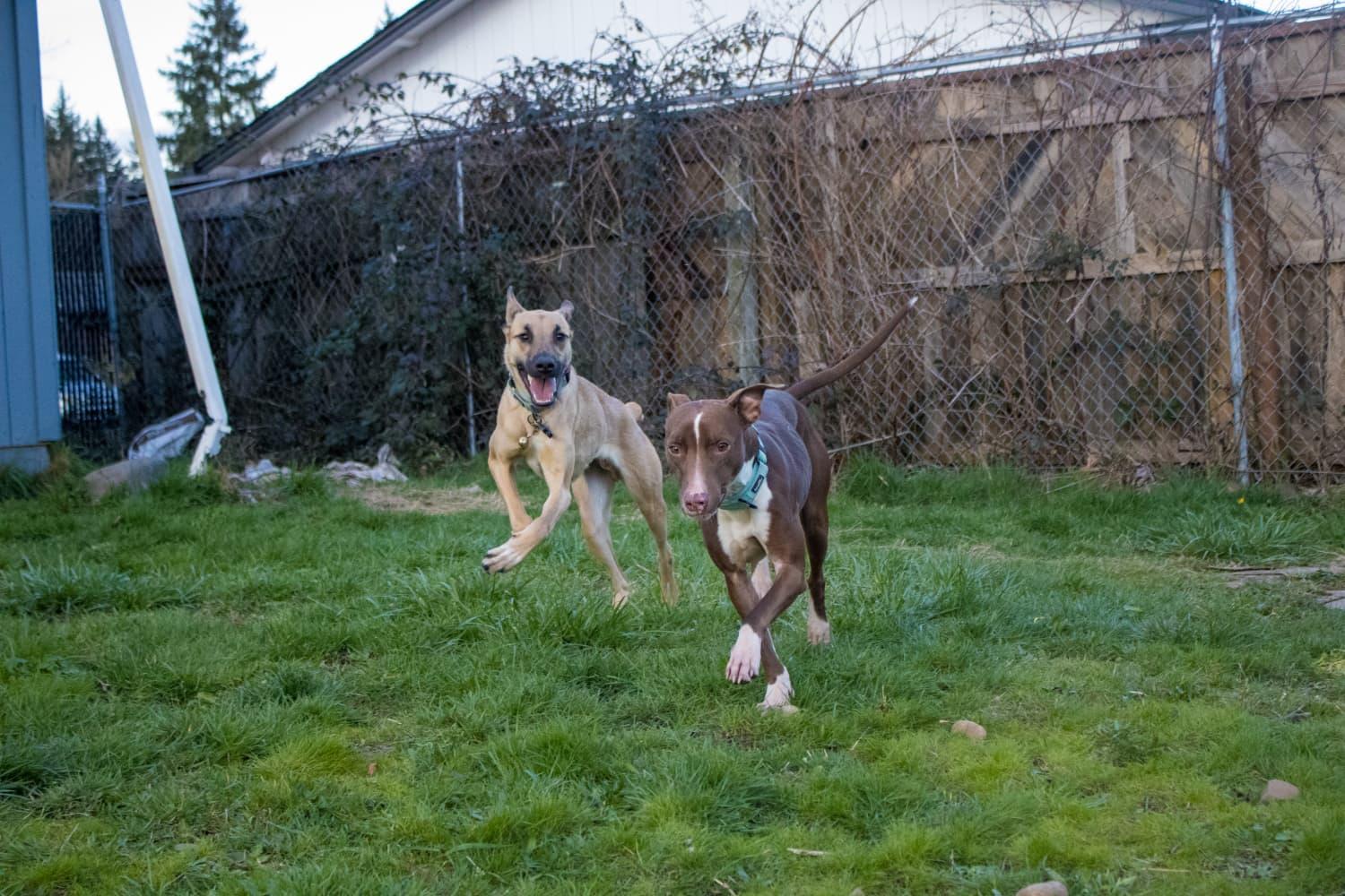 Enlarge Bambi, a Adoptable mixed breed in Vancouver, WA image 6/6