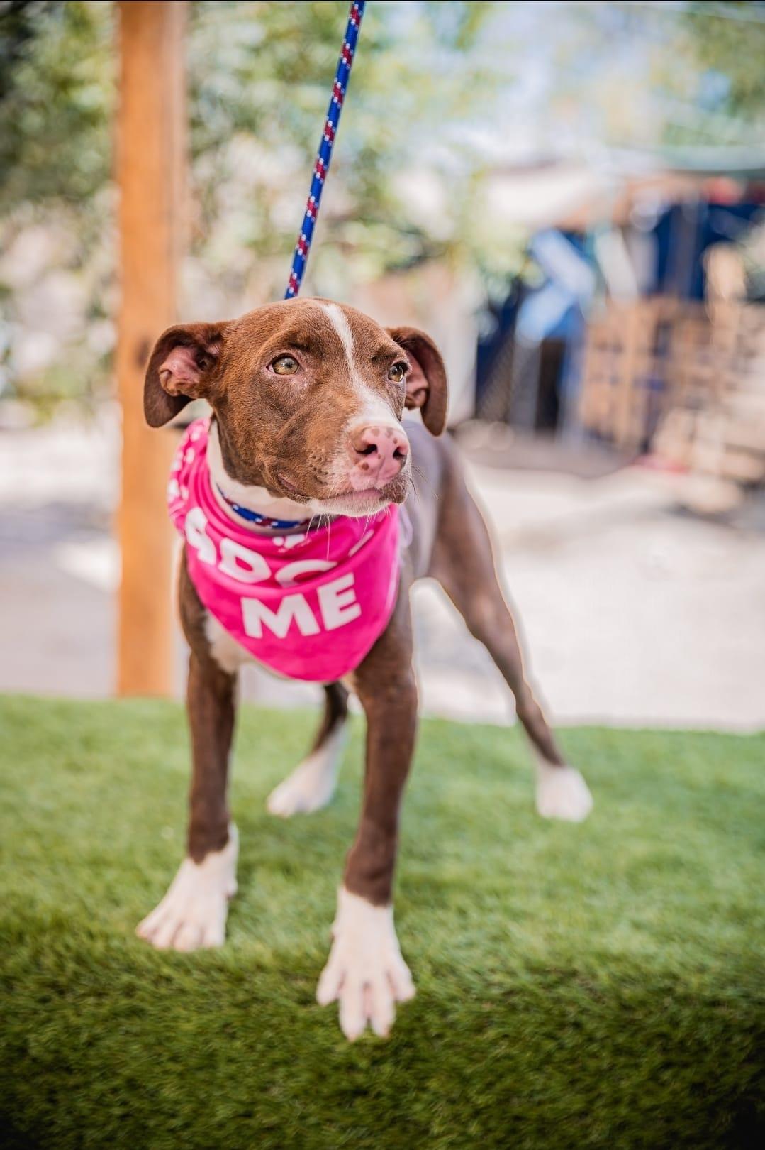 Bambi, a Adoptable mixed breed image 1/5