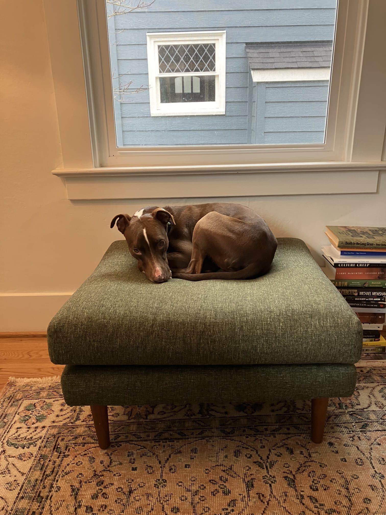 Enlarge Bambi, a Adoptable mixed breed in tigard, OR image 4/5