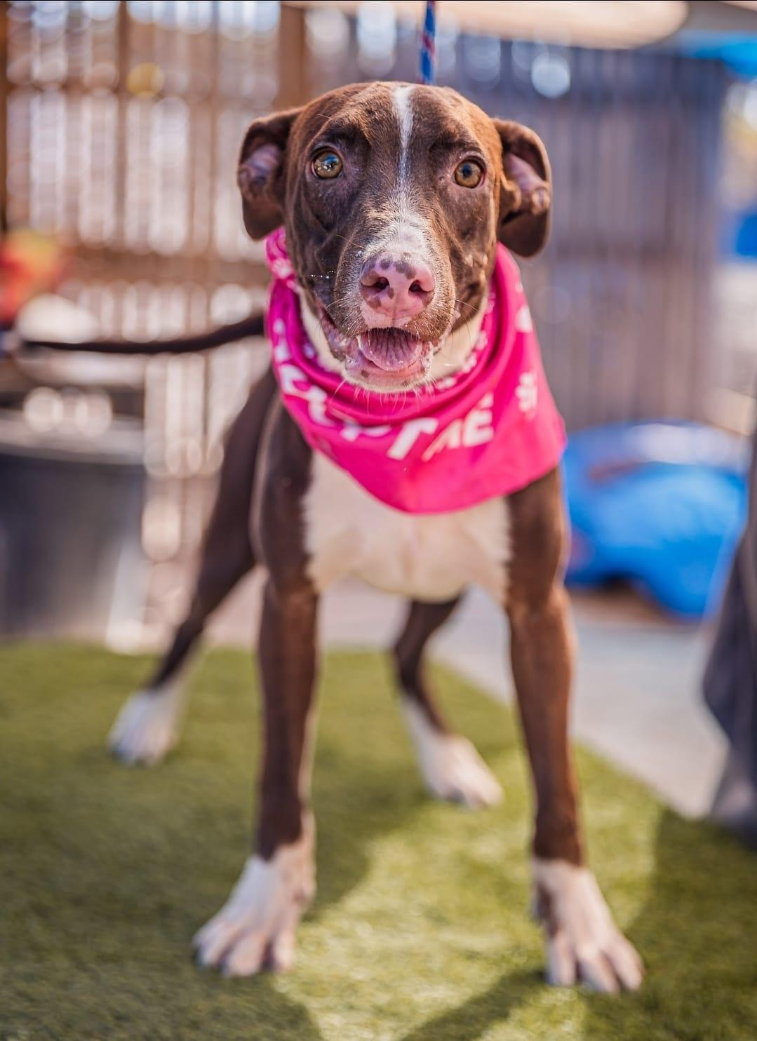 Bambi, a Adoptable mixed breed image 4/5