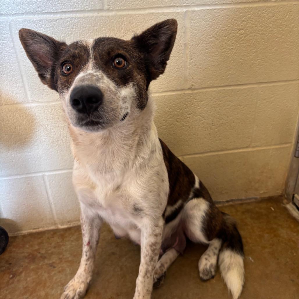 Enlarge Melody, a Adoptable mixed breed in Fredericksburg, TX image 1/6