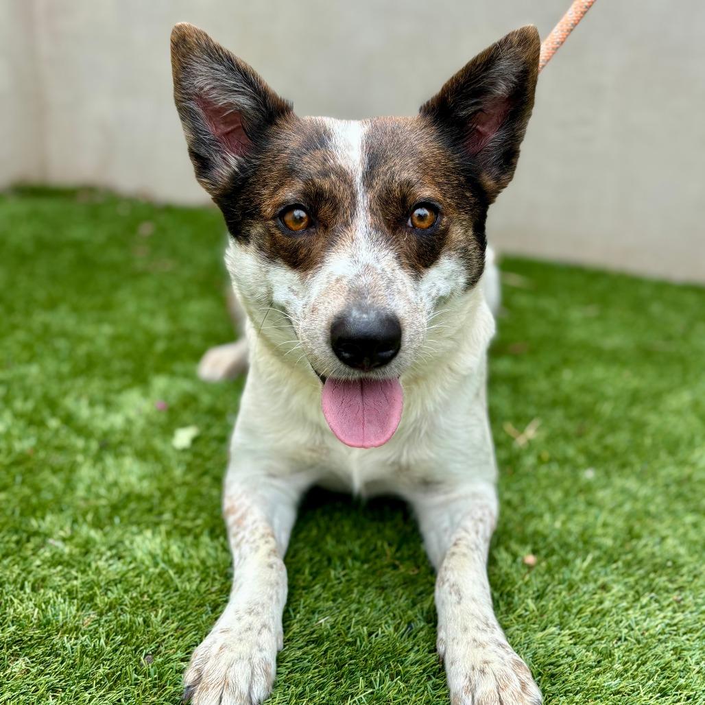 Enlarge Melody, a Adoptable mixed breed in Fredericksburg, TX image 3/6