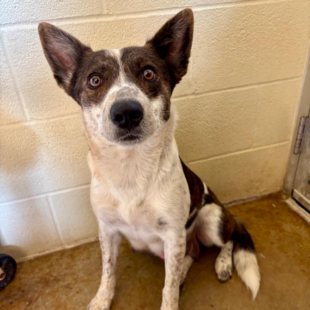 Enlarge Melody, a Adoptable mixed breed in Fredericksburg, TX image 4/6