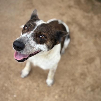 Enlarge Melody, a Adoptable mixed breed in Fredericksburg, TX image 5/6