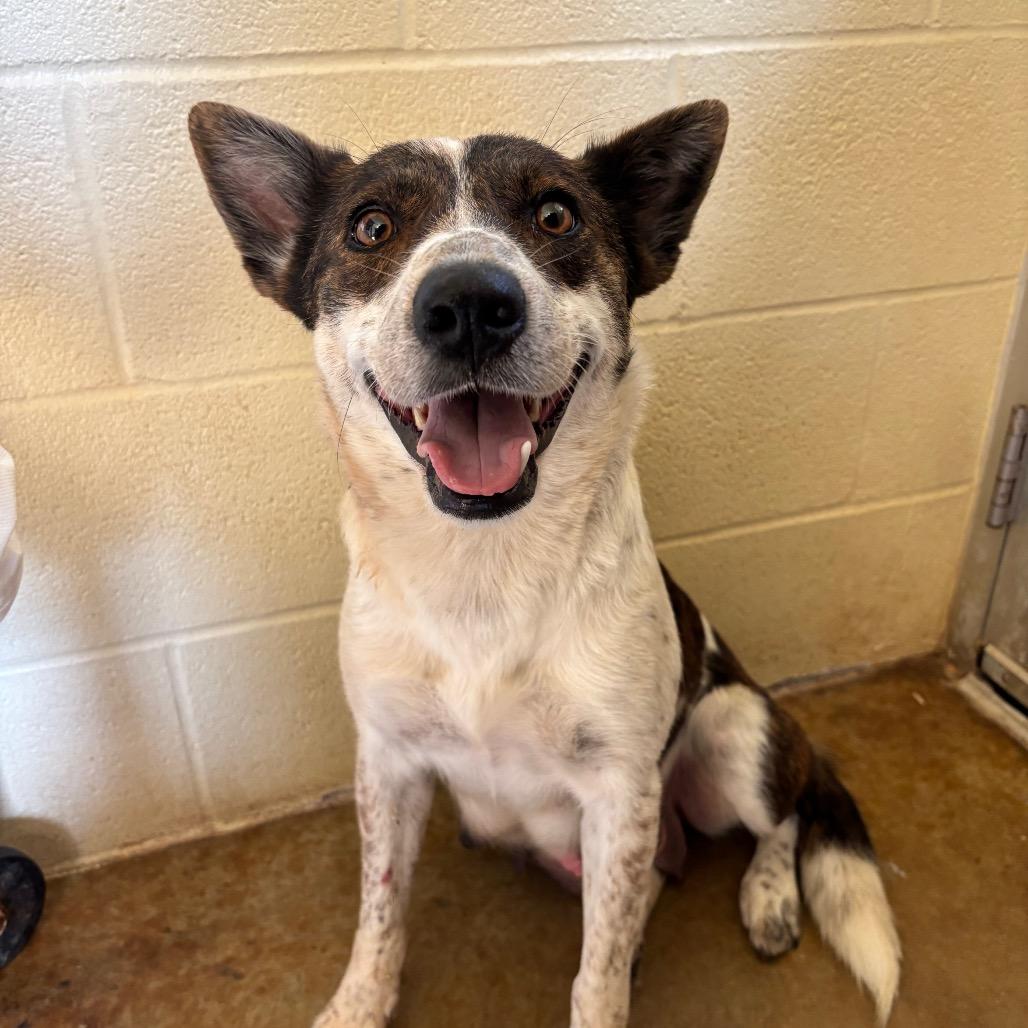 Enlarge Melody, a Adoptable mixed breed in Fredericksburg, TX image 6/6