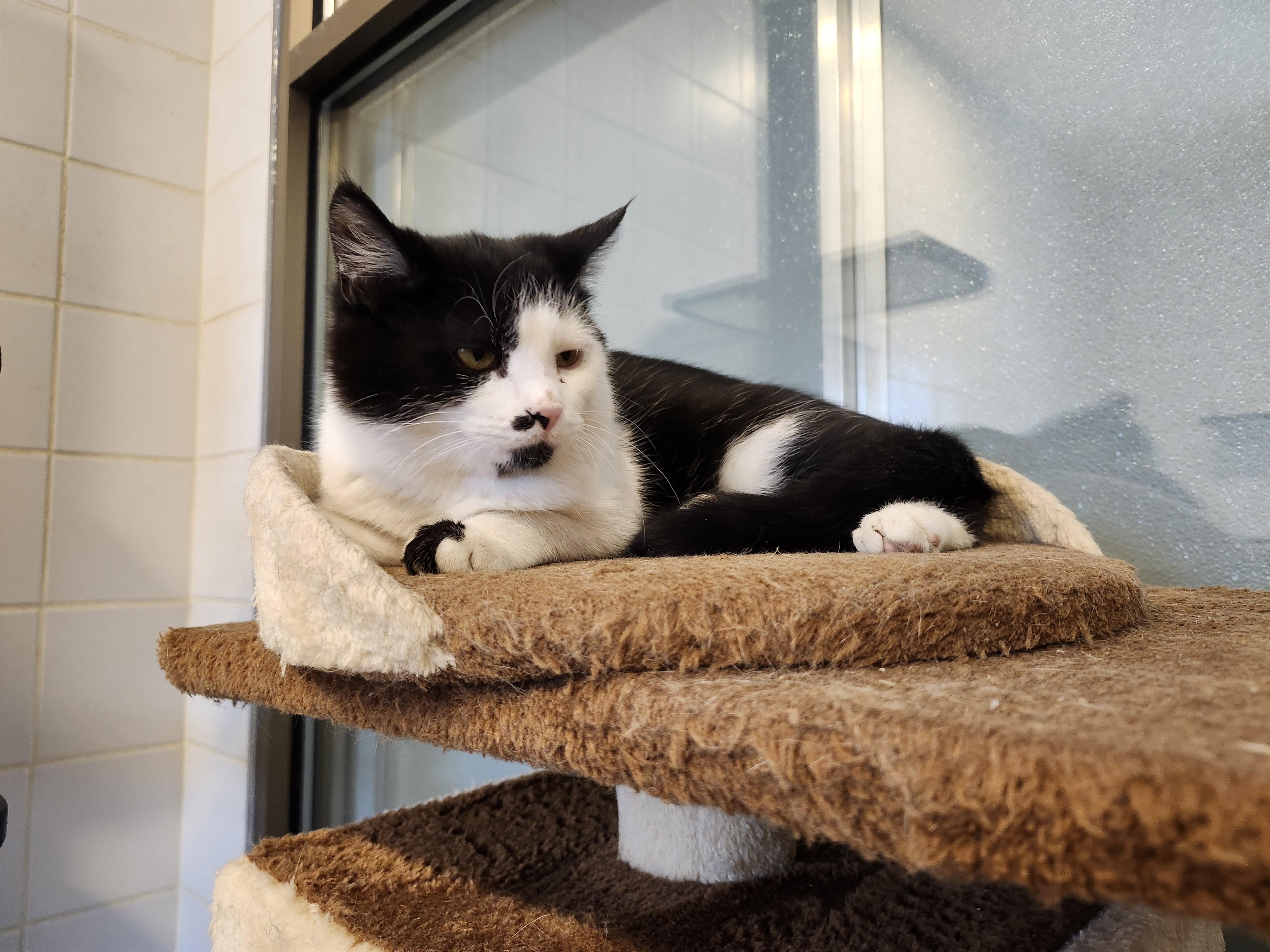 Enlarge Marv, an adoptable Domestic Short Hair in Renfrew, PA image 4/5