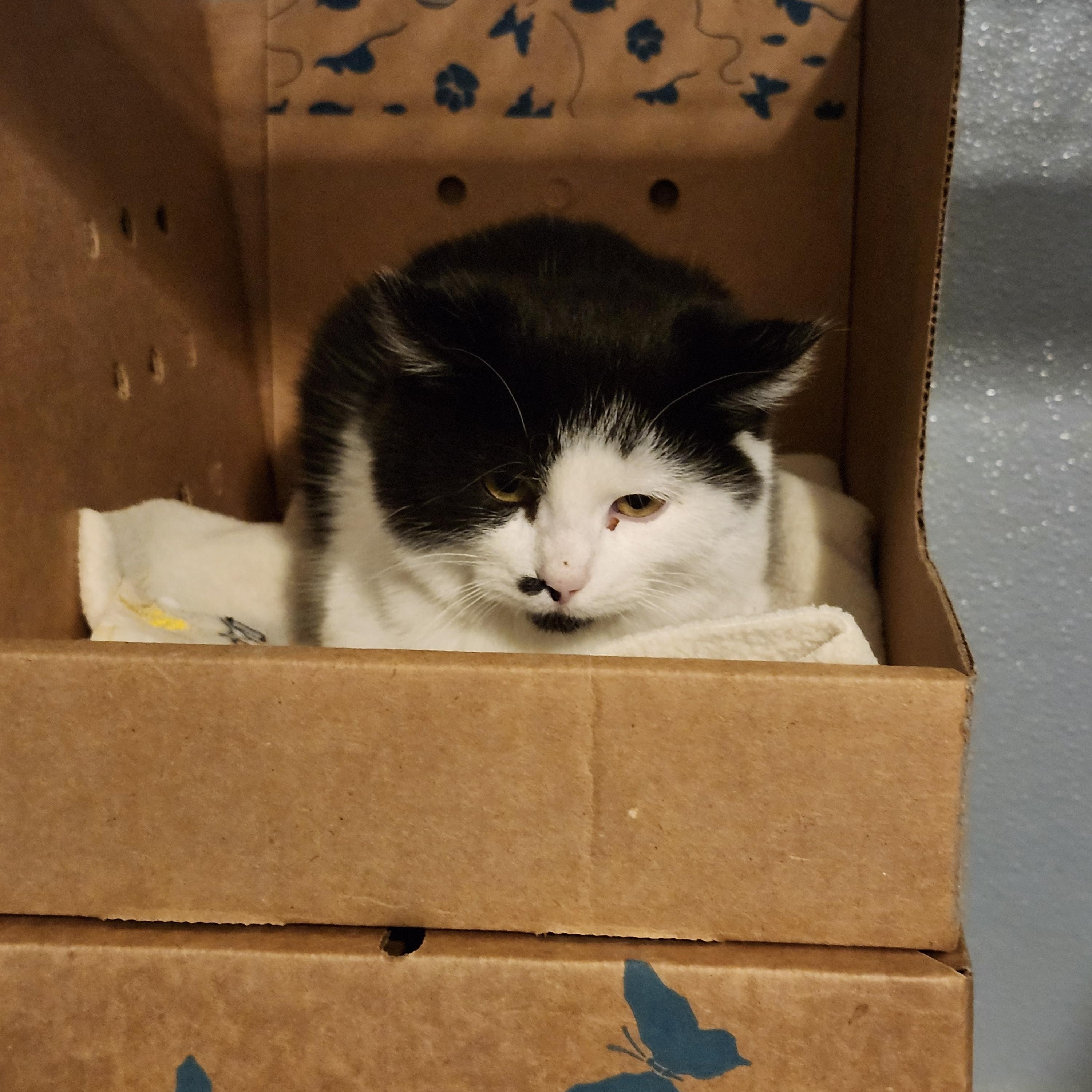 Enlarge Marv, an adoptable Domestic Short Hair in Renfrew, PA image 5/5