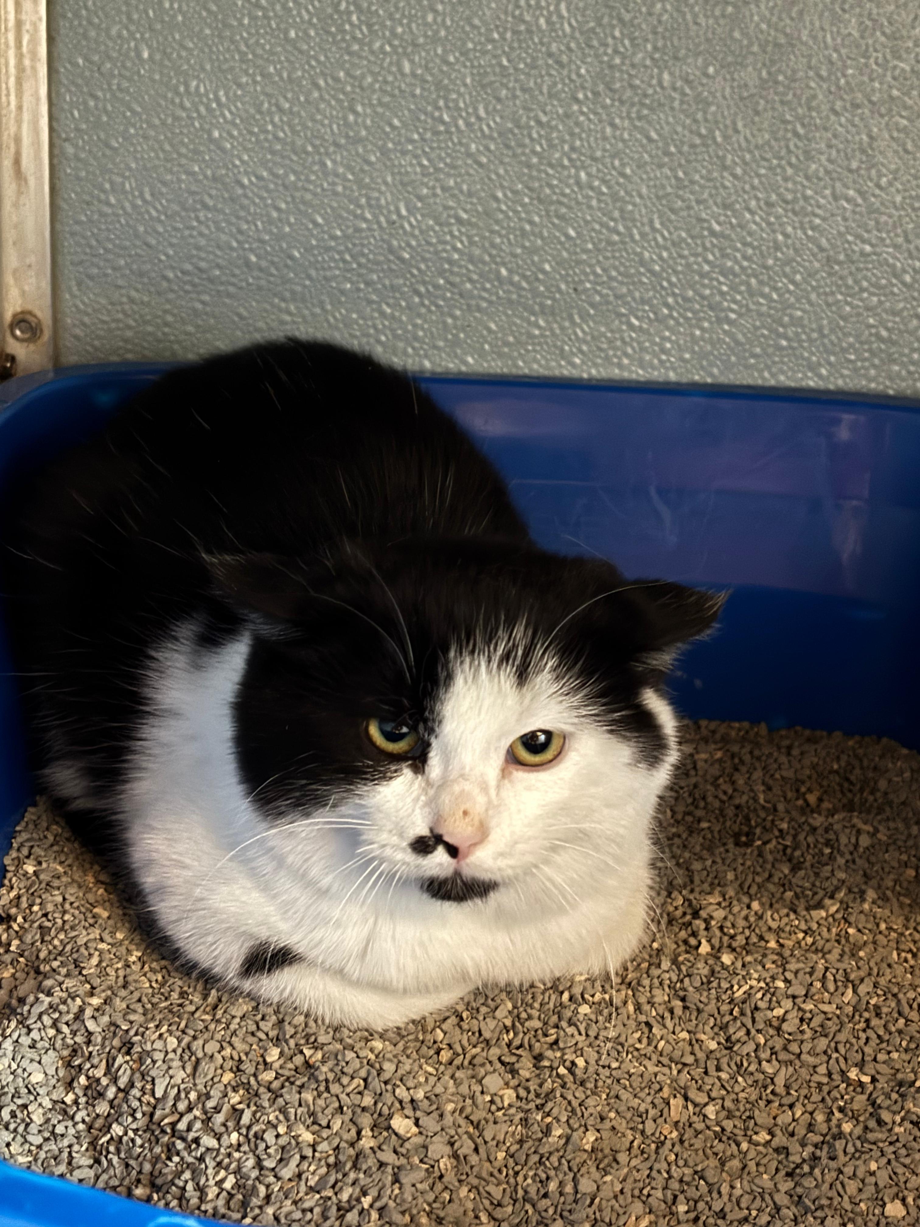 Enlarge Marv, an adoptable Domestic Short Hair in Renfrew, PA image 3/5