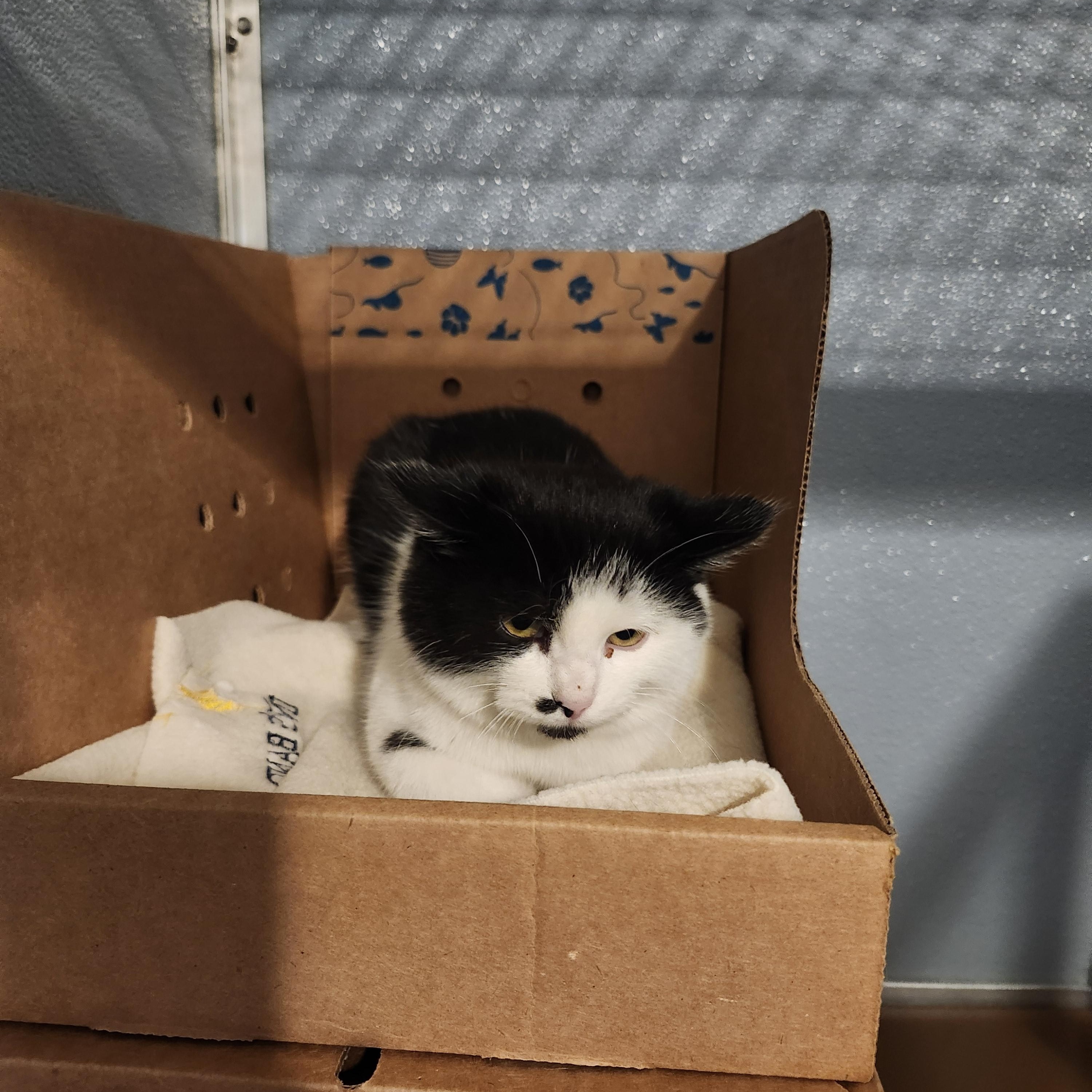 Enlarge Marv, an adoptable Domestic Short Hair in Renfrew, PA image 2/5