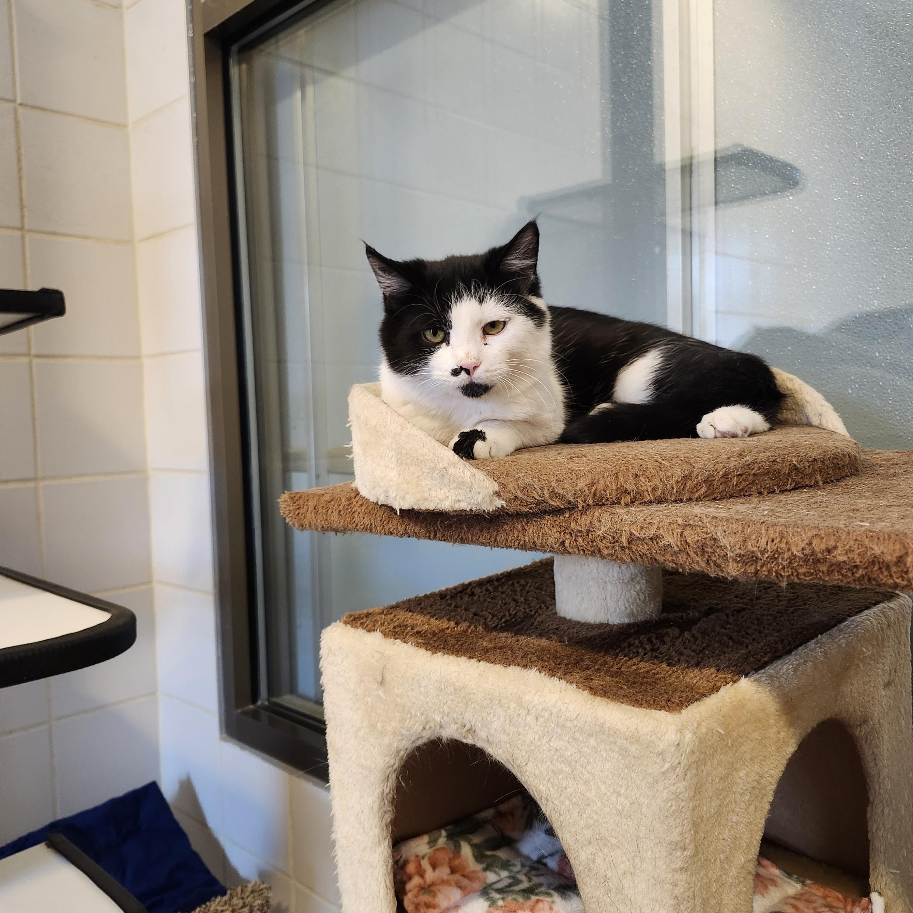 Enlarge Marv, an adoptable Domestic Short Hair in Renfrew, PA image 1/5