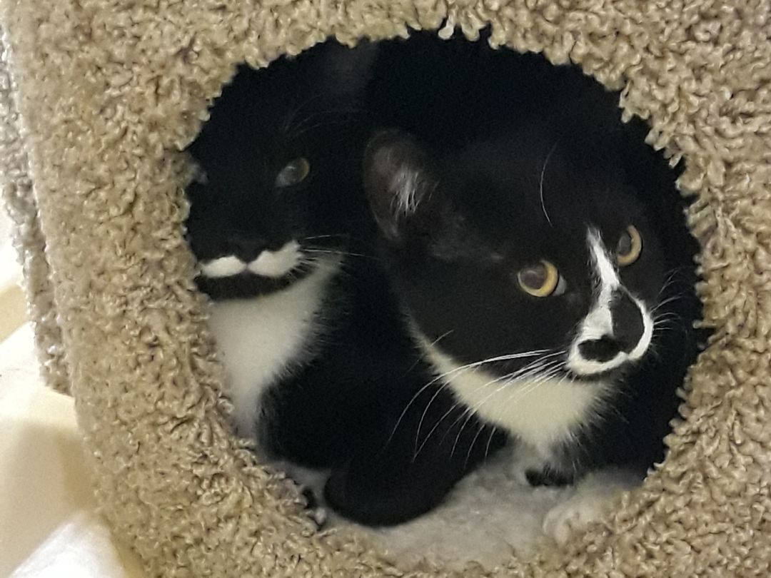 Allie (left) and Nikki (right), Adoptable, Young Female Domestic Short Hair.