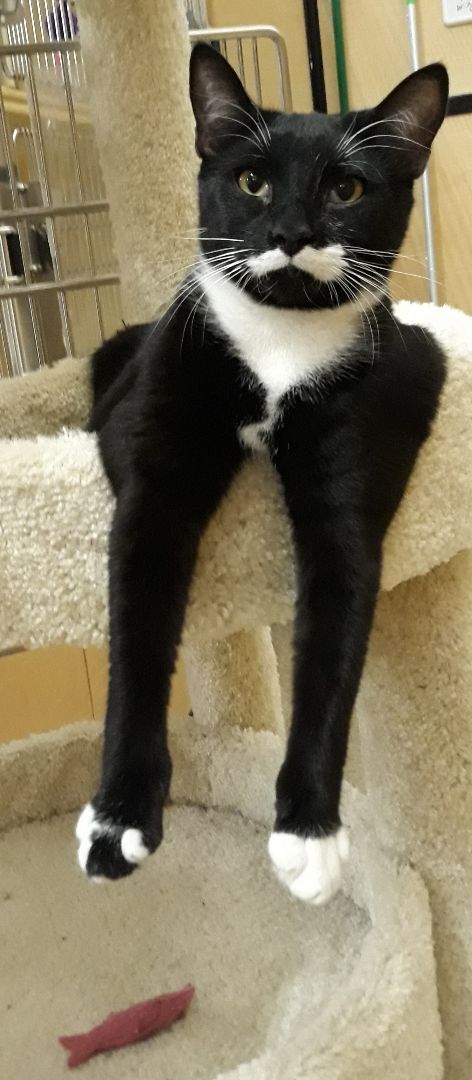 Allie (left) and Nikki (right), a Adoptable Domestic Short Hair in Kenhorst, PA image 2/10