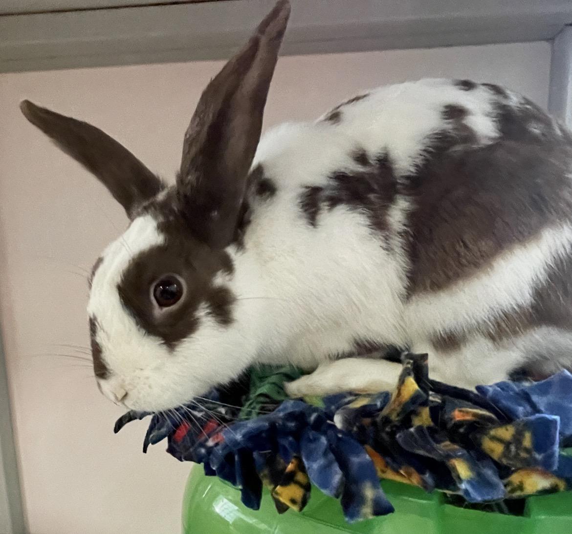 Dragonfruit, ADOPTABLE, Young Male English Spot.